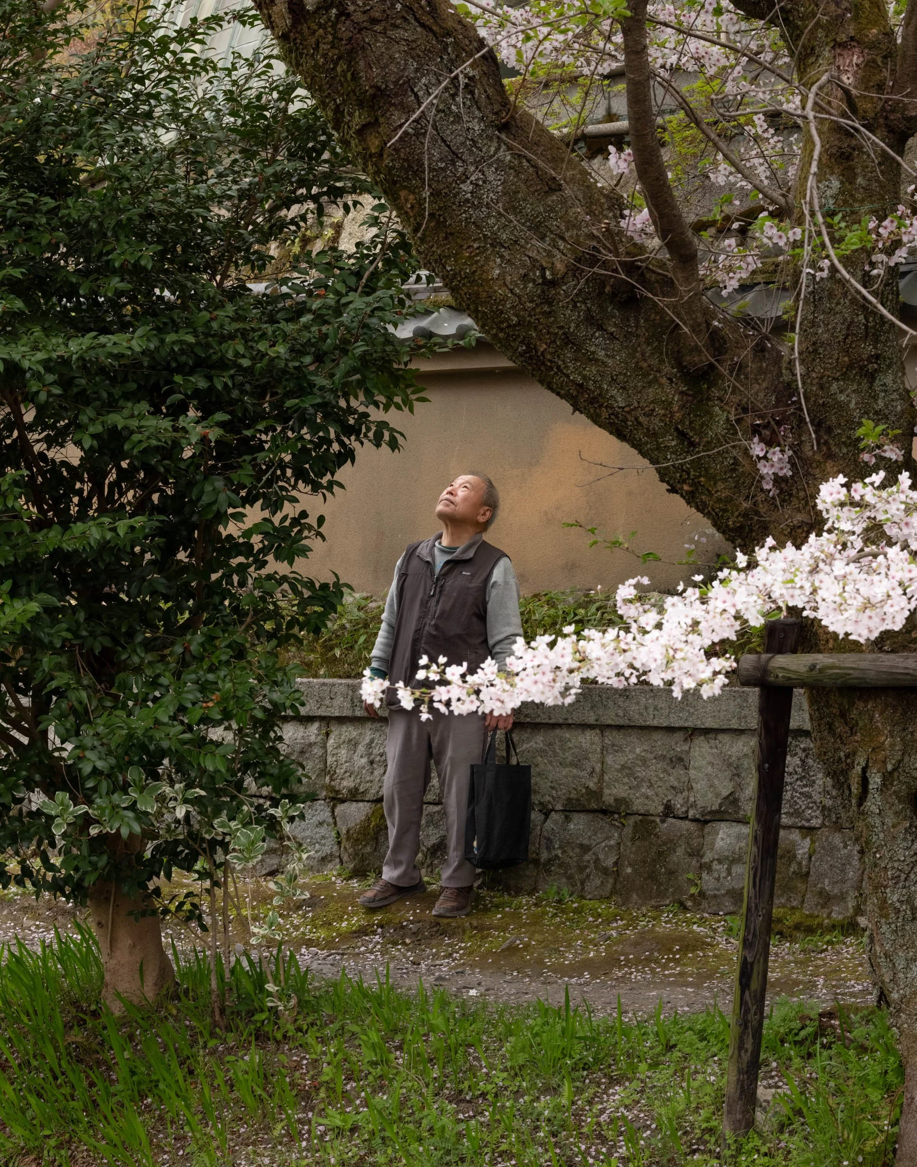 A man standing beneath a cherry tree in Kyoto, looking straight up into the blossom, a tote bag in one hand and a temple wall behind him.