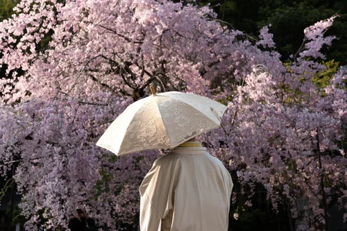 A person beneath a white parasol amid a cascade of pink cherry blossom, Kyoto.