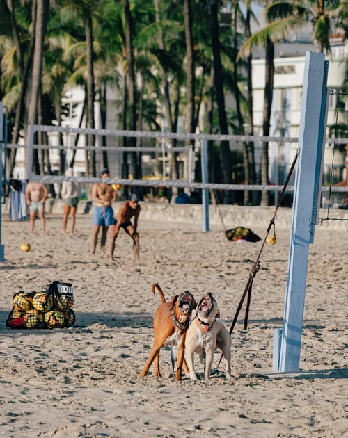 Dogs on the sand by a beach volleyball net, players and palm trees behind, Miami Beach.