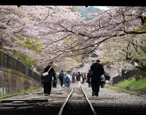 People strolling along old railway tracks beneath a canopy of cherry blossom, Kyoto.