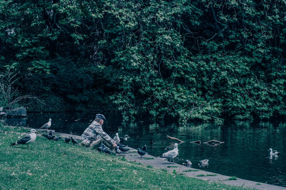 People resting on the grassy bank beside the lake in St Stephen's Green, Dublin, ducks gathered at the water's edge beneath the trees.