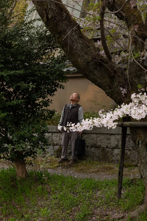 A figure in kimono standing in a garden beside a stone wall and blossoming branch, Kyoto.
