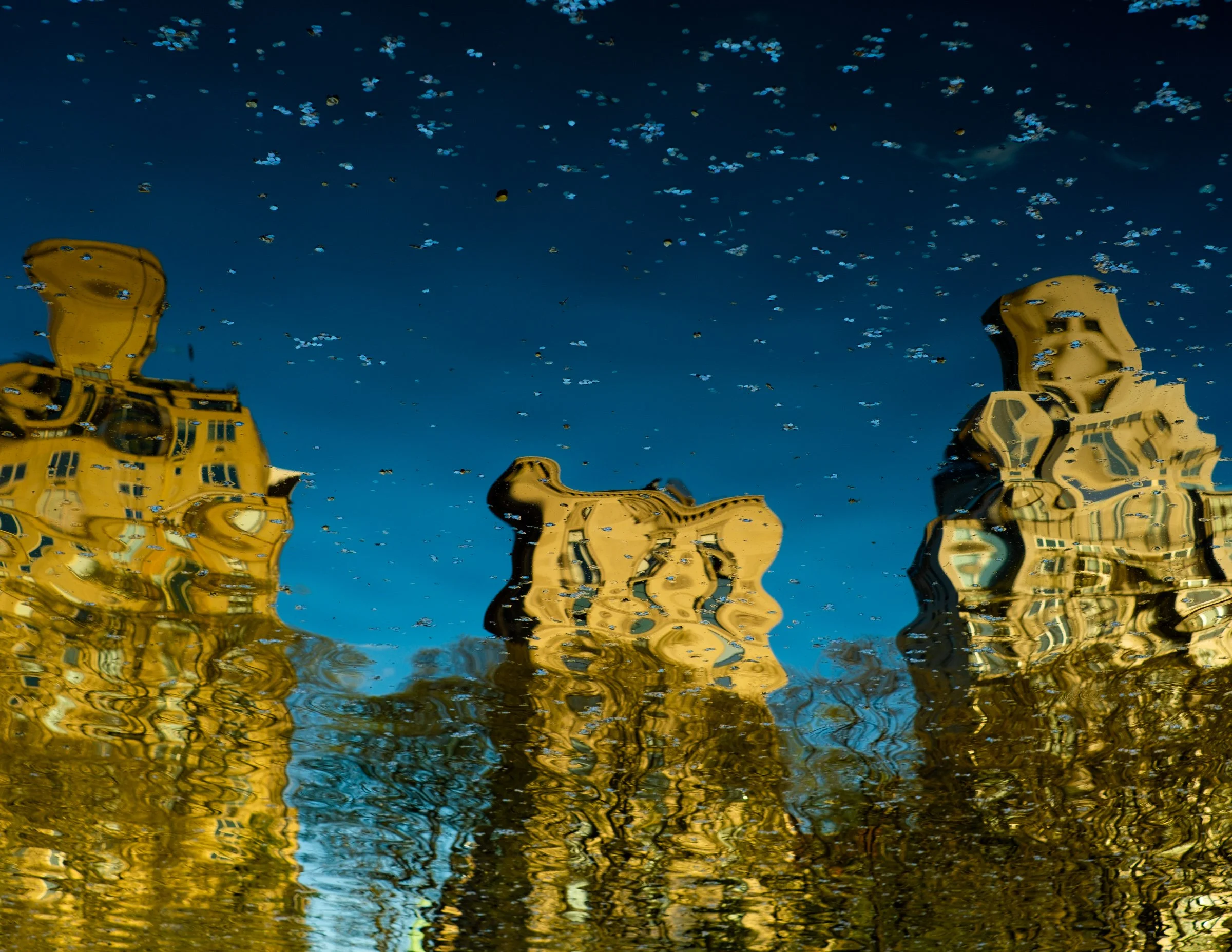 Three gold-lit prewar apartment buildings reflected upside down in the dark blue water of a Central Park pond, the surface scattered with pale petals and the bare branches of trees.