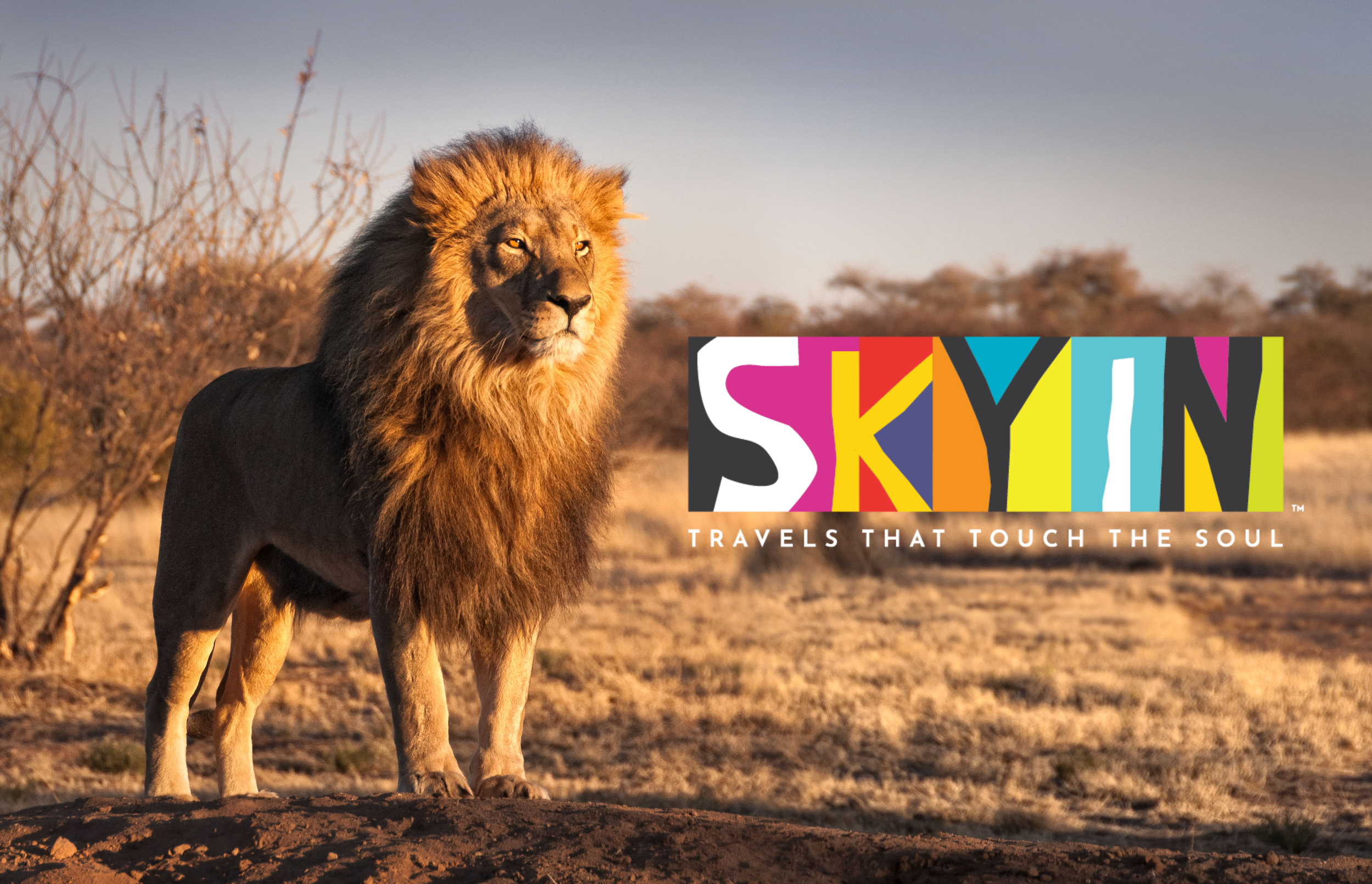 A lion standing on a small hill in a dry, grassy landscape during sunset with a colorful logo that says 'SKYLIN' and the tagline 'Travels that touch the soul' across the lower part of the image.