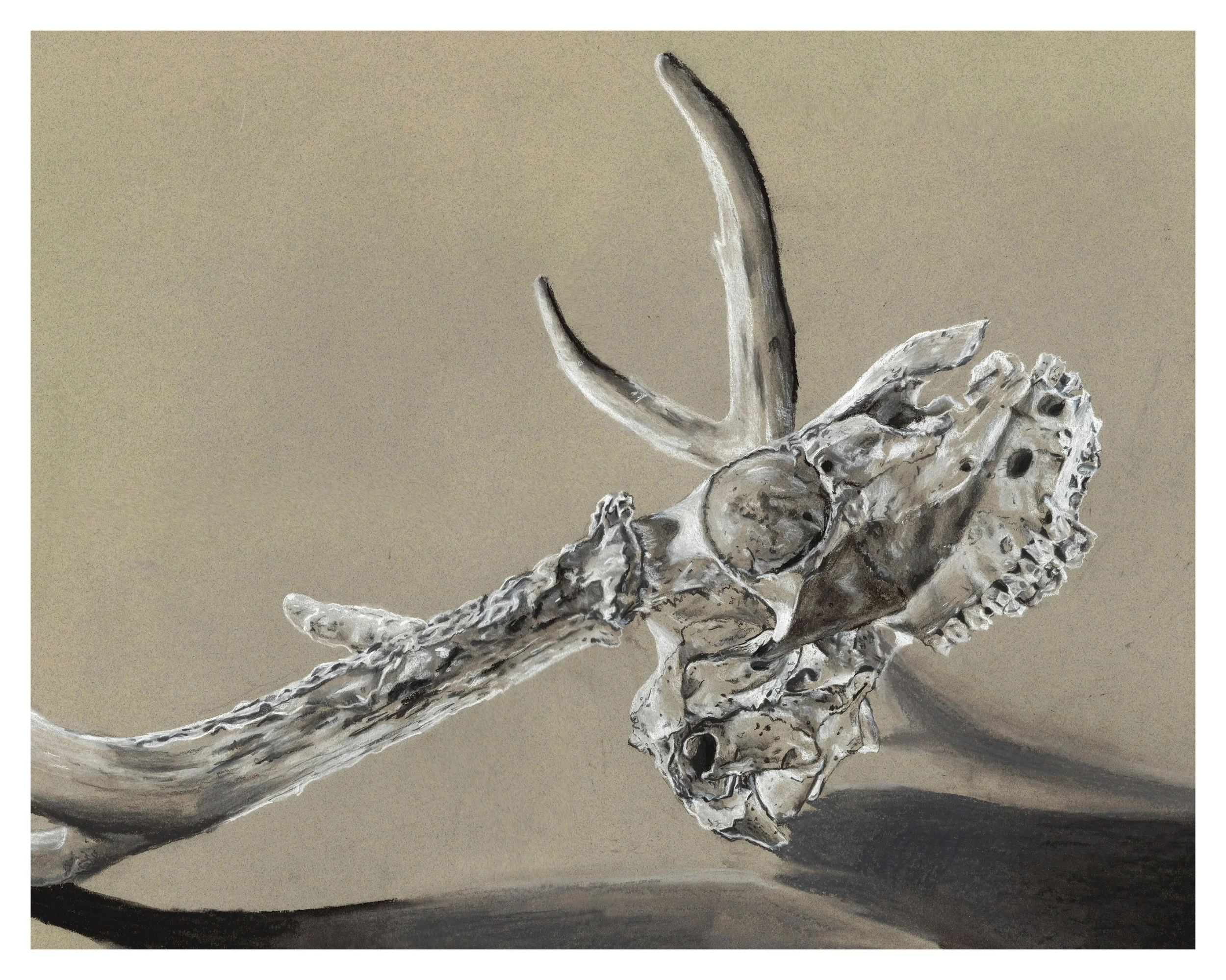 skull border.jpg