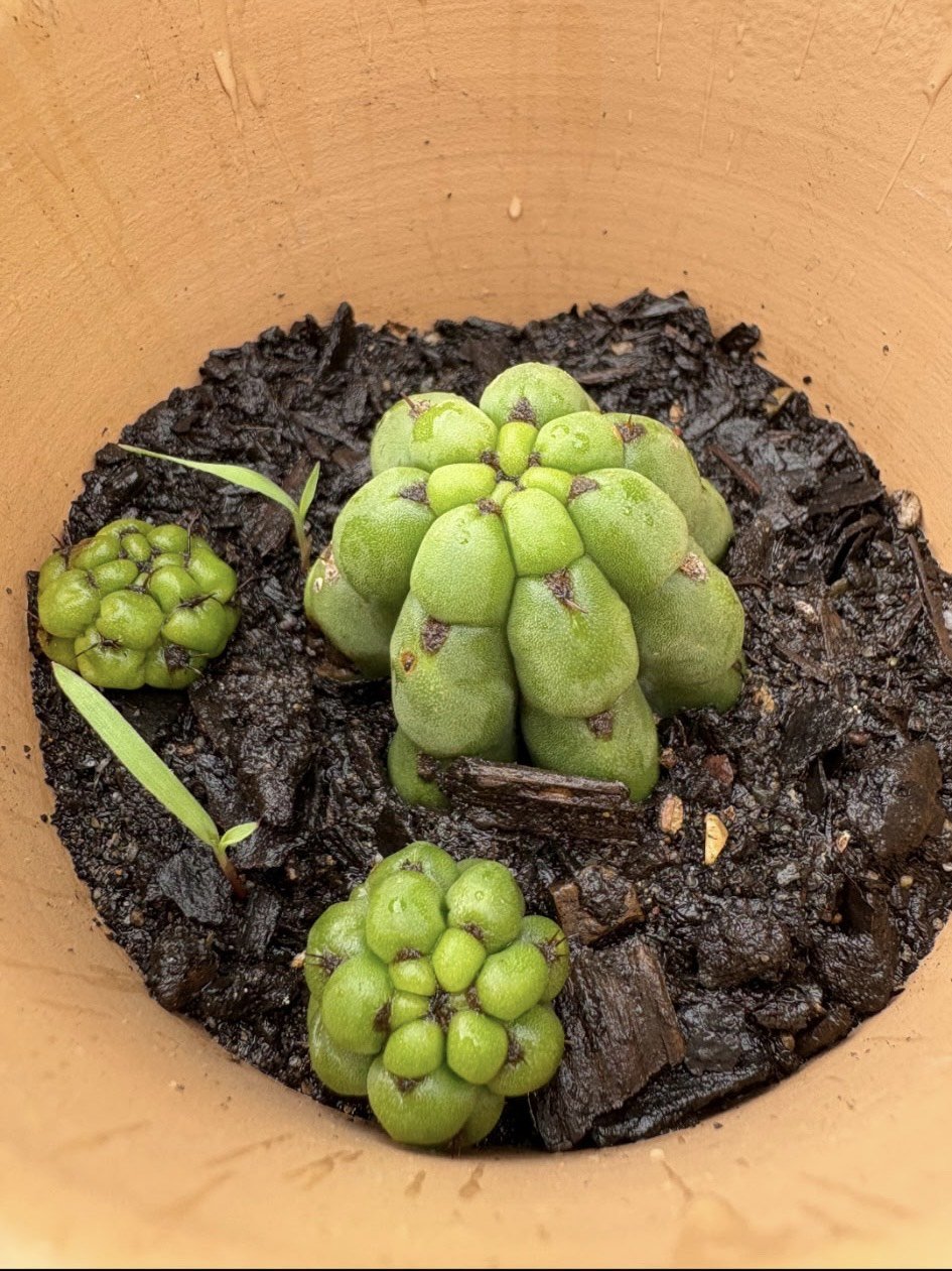A potted succulent plant with green, chunky, oval-shaped leaves, surrounded by dark potting soil with small wood chips.