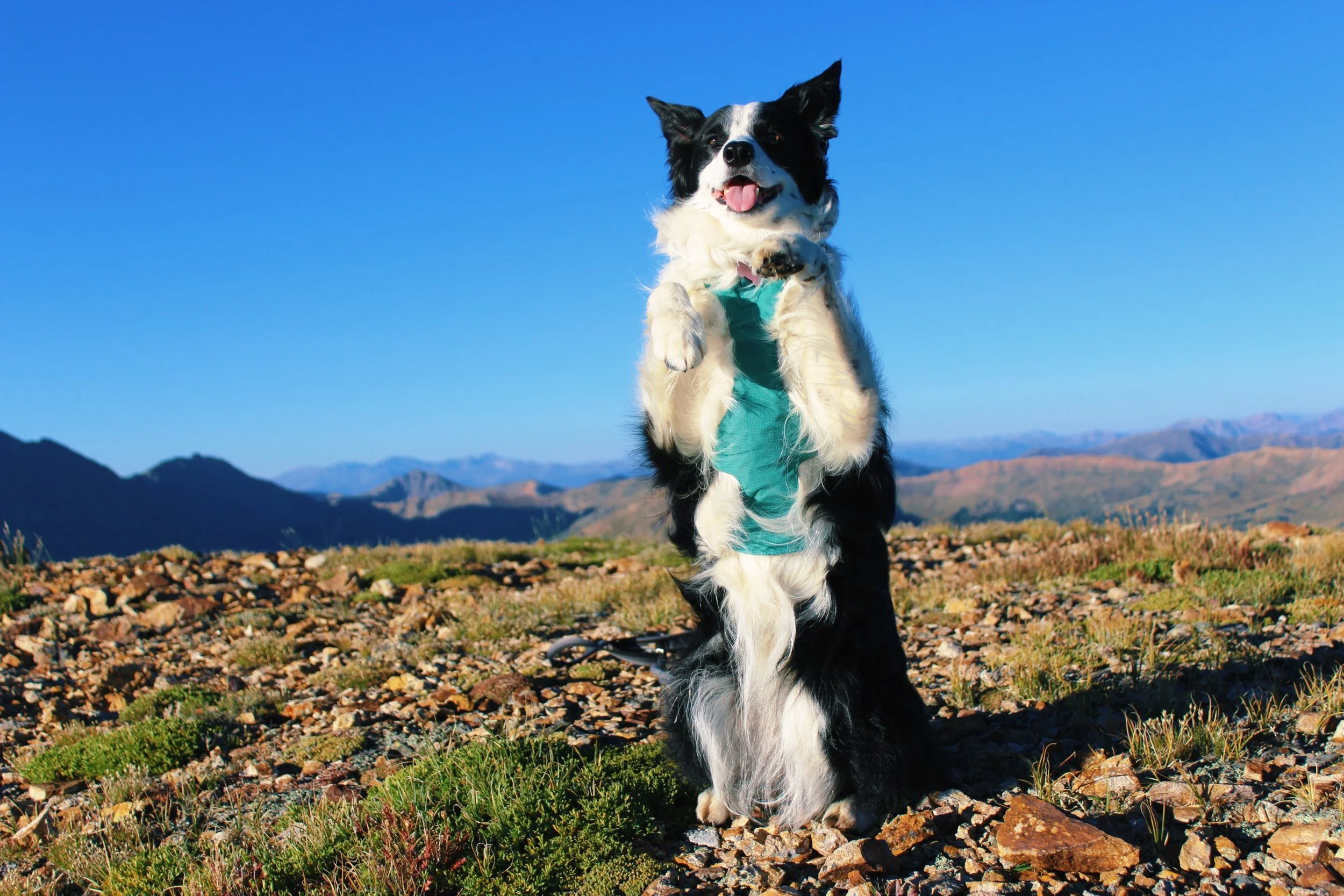 A black and white dog standing on its hind legs in a mountainous landscape with clear blue sky, rocky ground, and distant mountains.