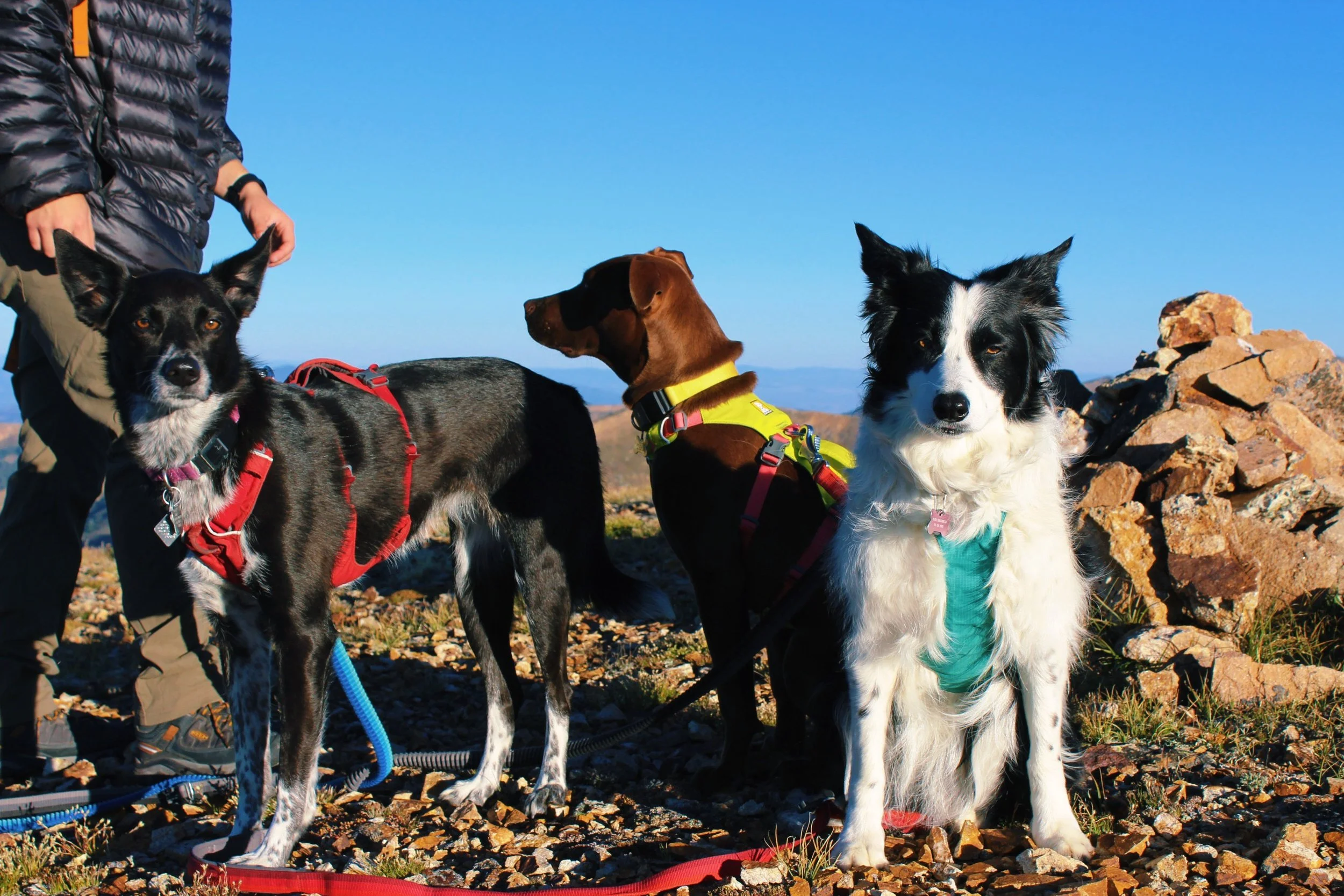 Three dogs on a rocky outdoor hike with a person partially visible on the left, against a clear blue sky and mountain background.