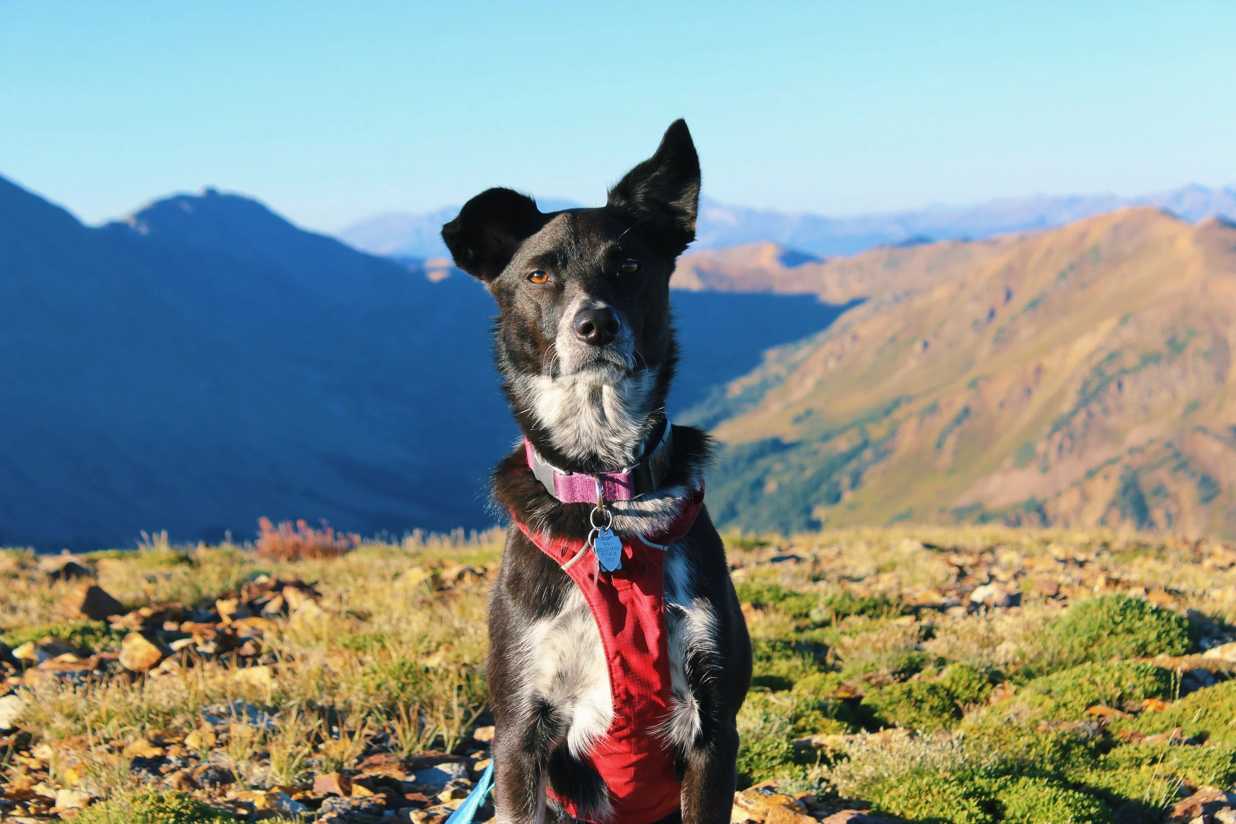 A black and white dog wearing a red harness and pink collar with a tag, standing on a rocky and grassy mountain landscape with background of mountains under a blue sky.