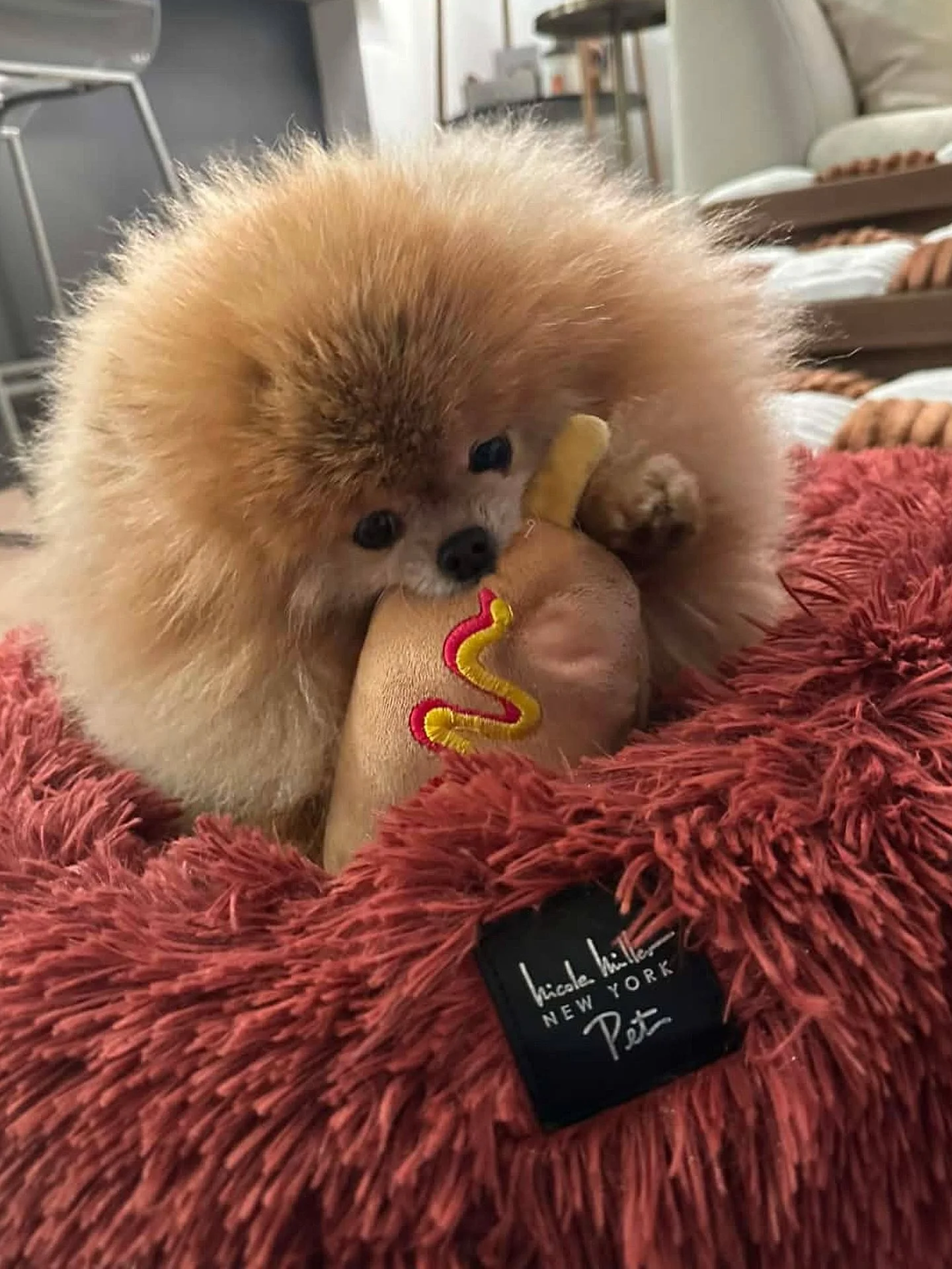 Some of our favorite dogs, all in their favorite place &mdash; Nicole Miller pet beds. 🐾✨
&nbsp;
Shop @amazon