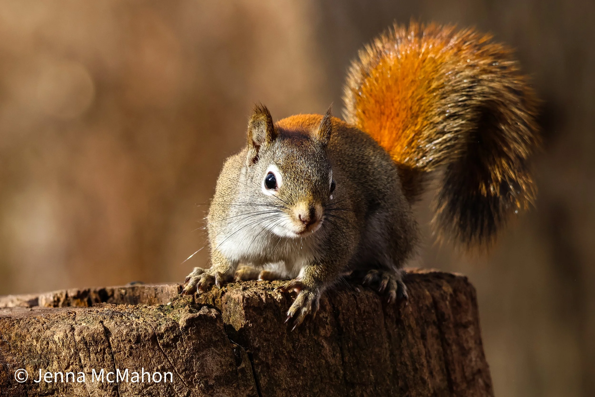 Red Squirrel No. 1