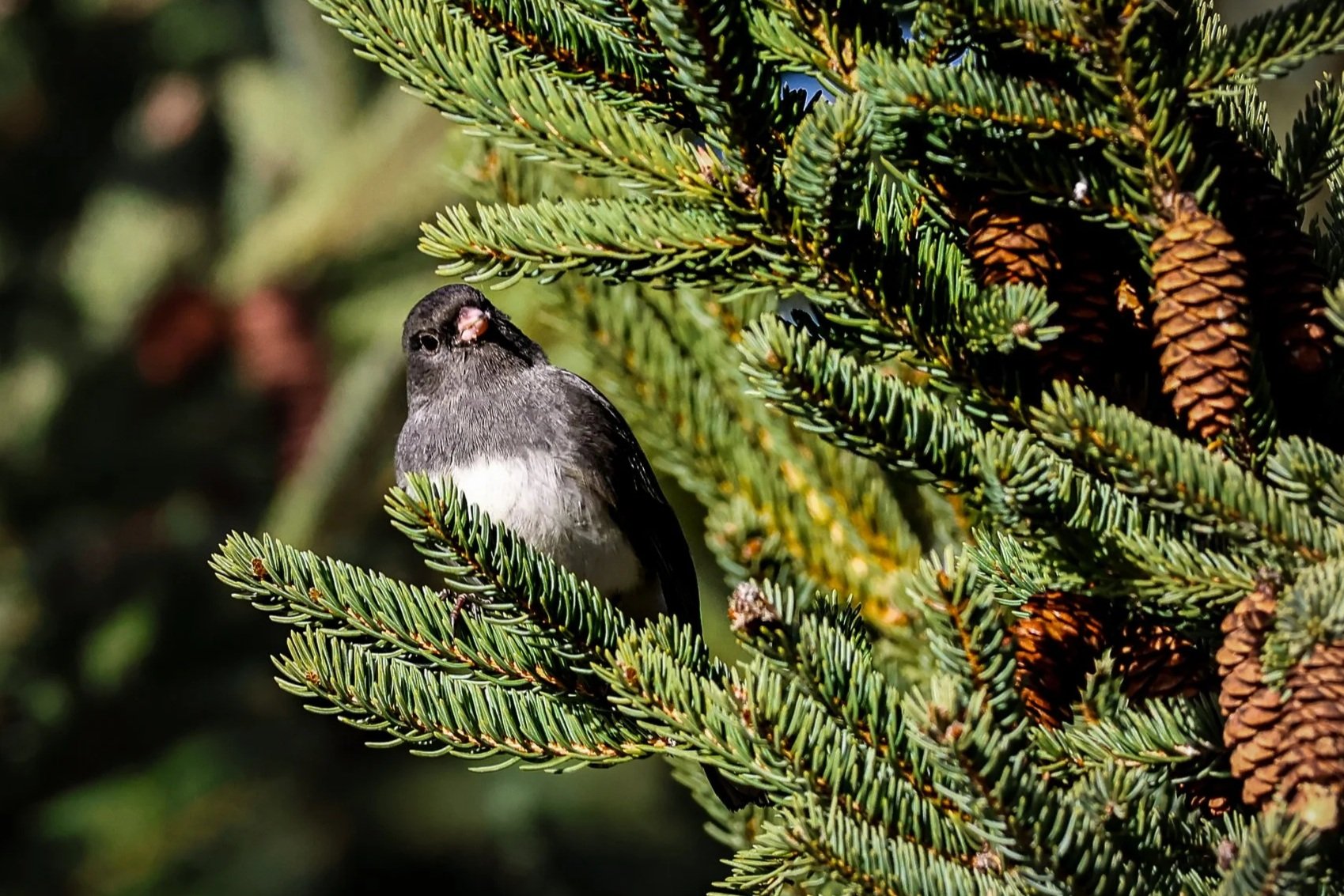 Dark eyed junco