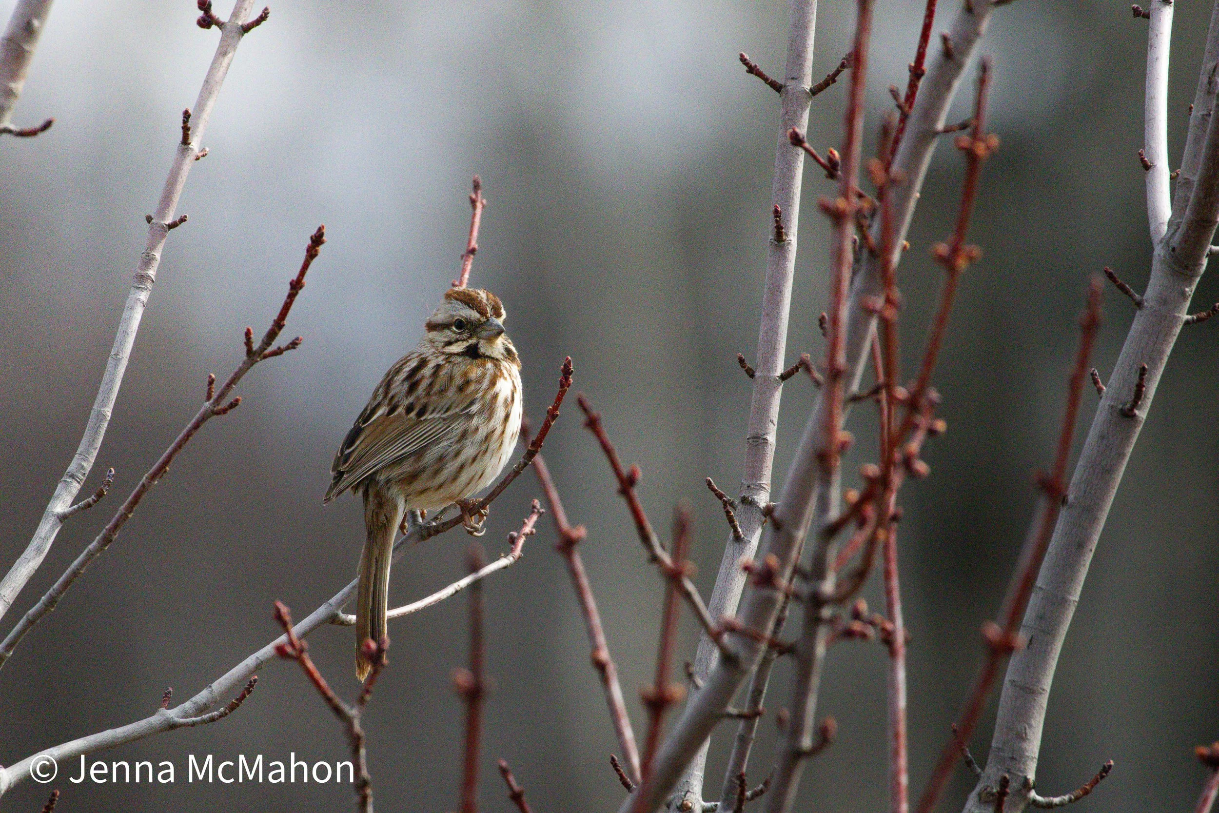 Song Sparrow No. 1