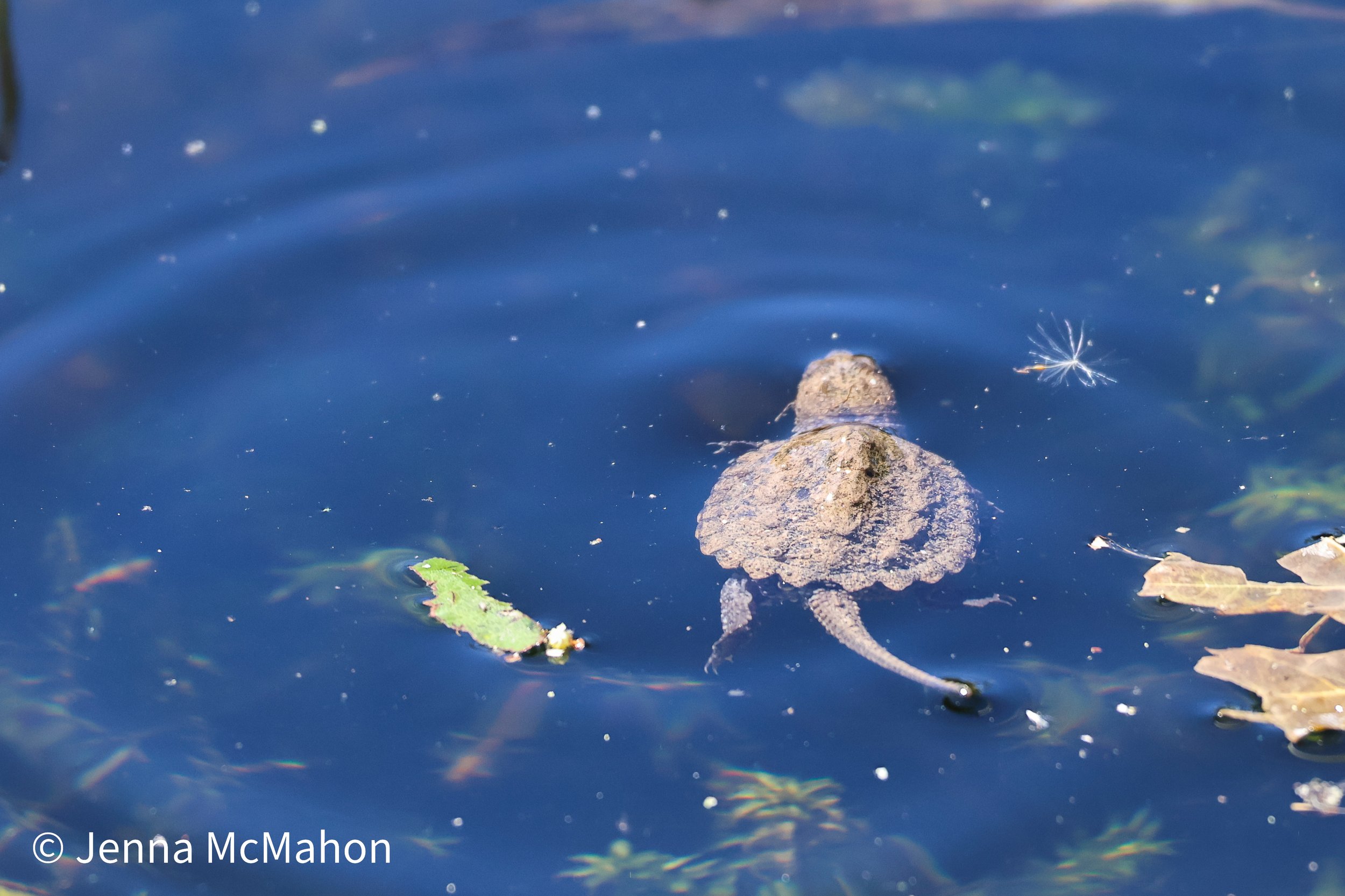 Snapping Turtle No. 1