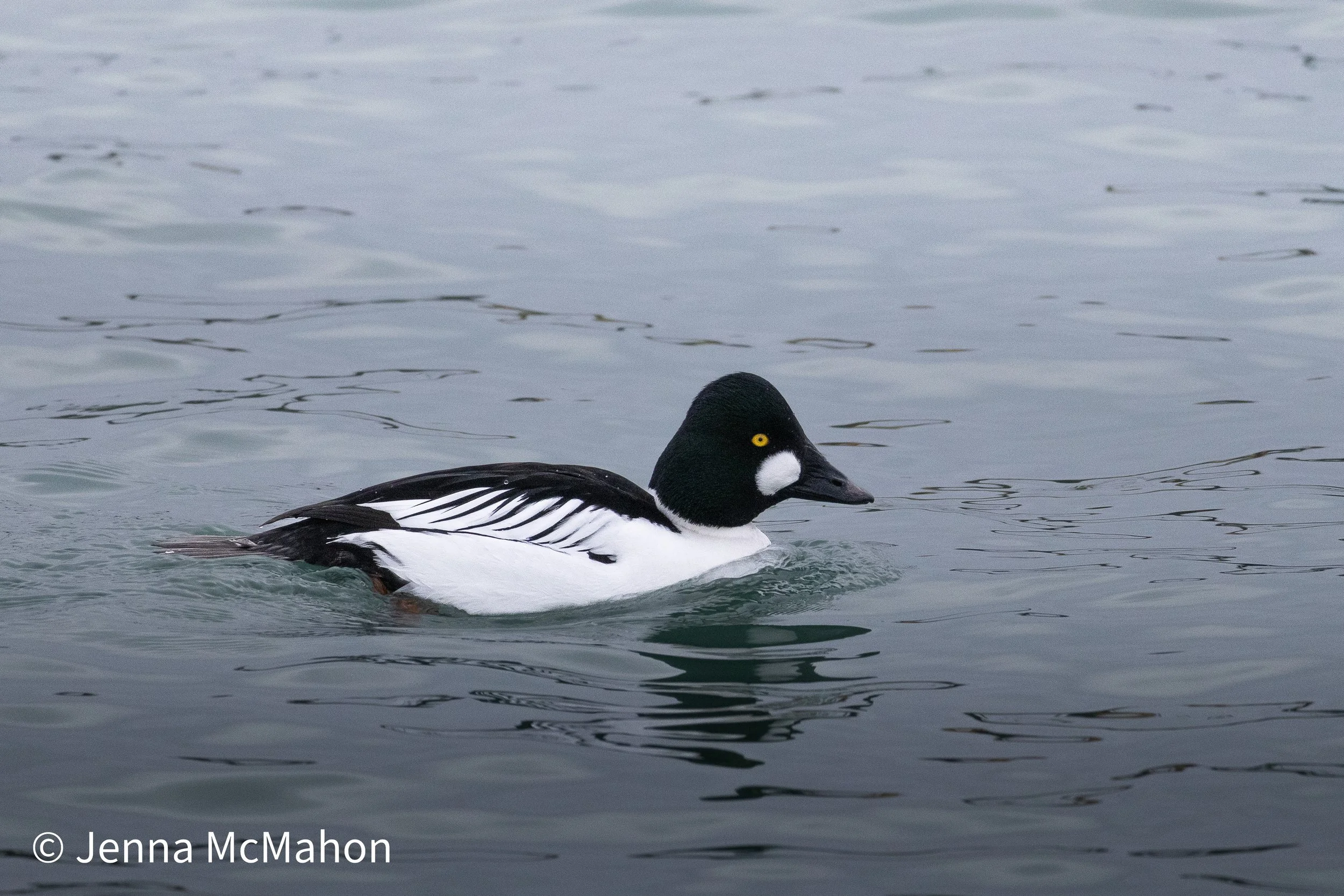 Goldeneye No. 1