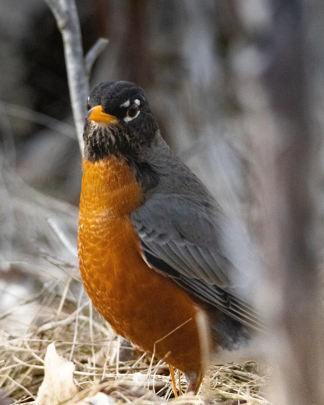 American robin with bright orange stomach