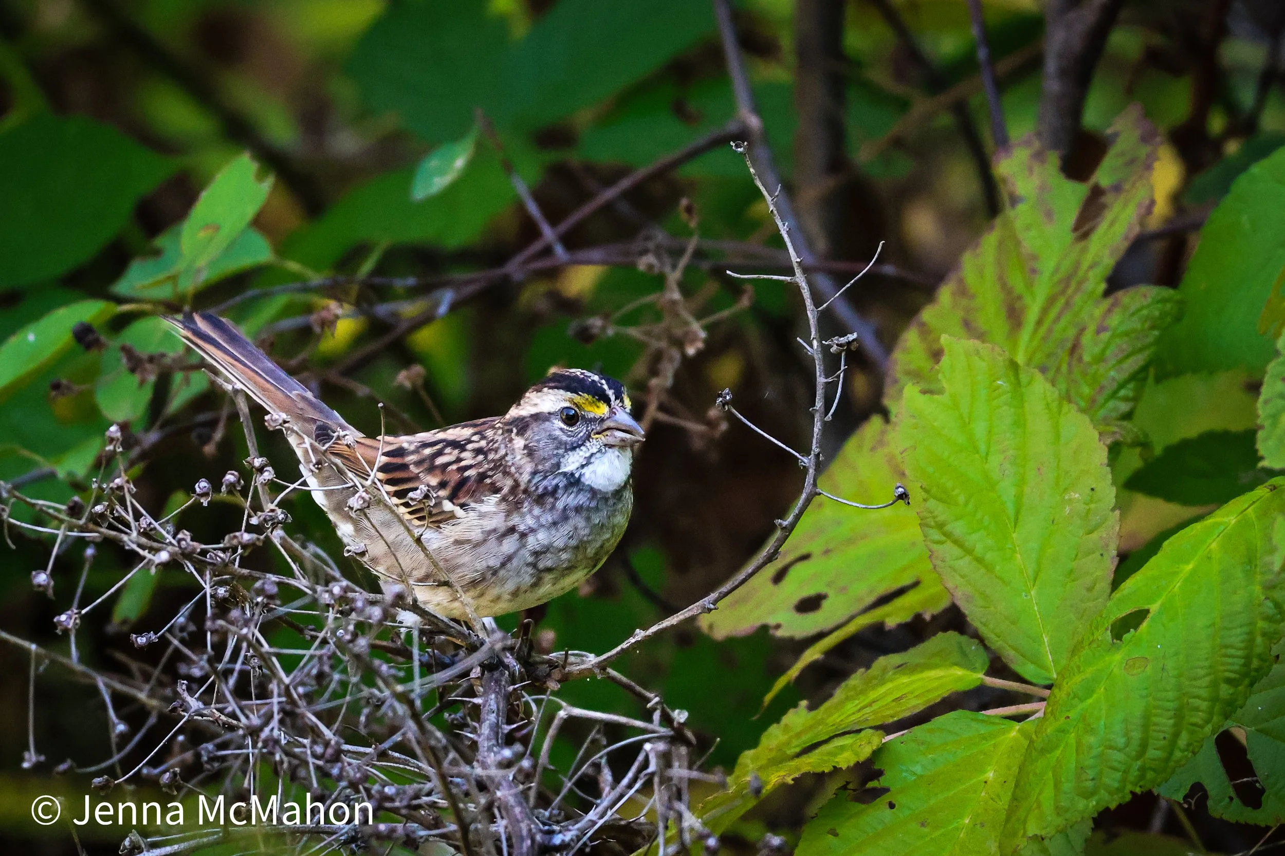 White-Throated Sparrow.jpg