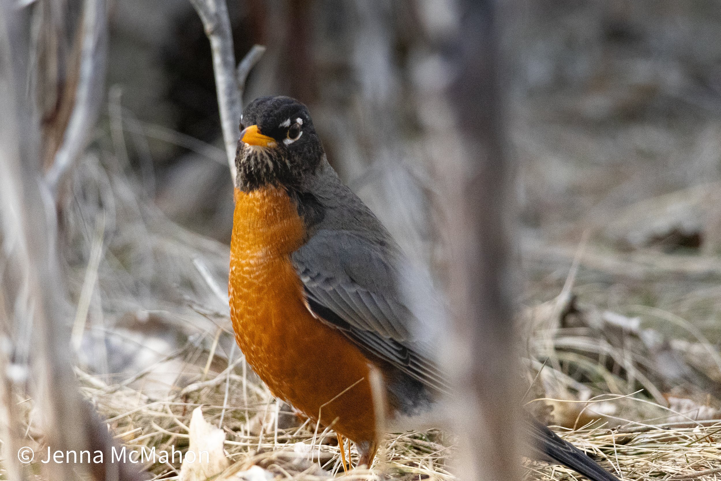 American Robin No. 1