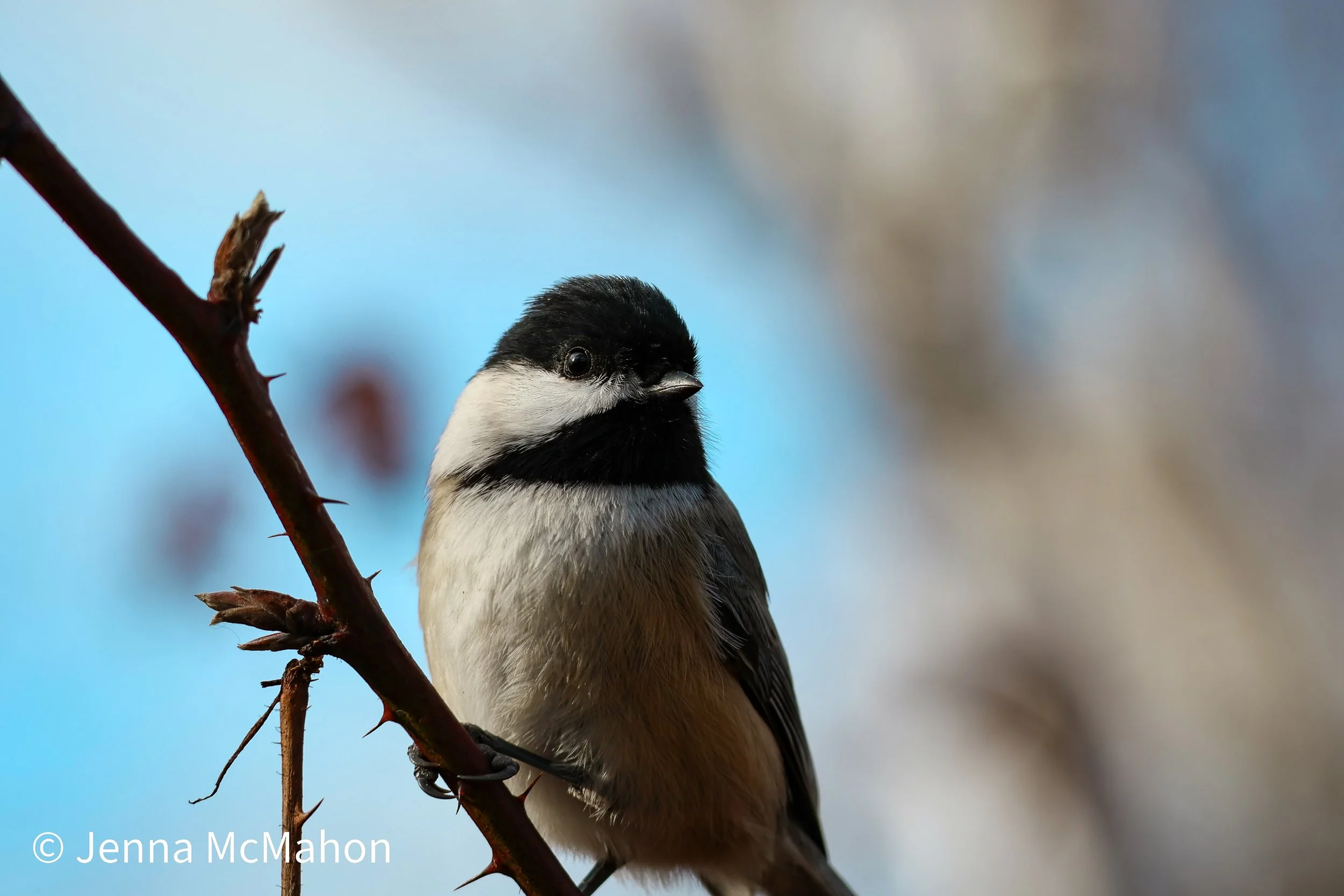 Black-Capped Chickadee