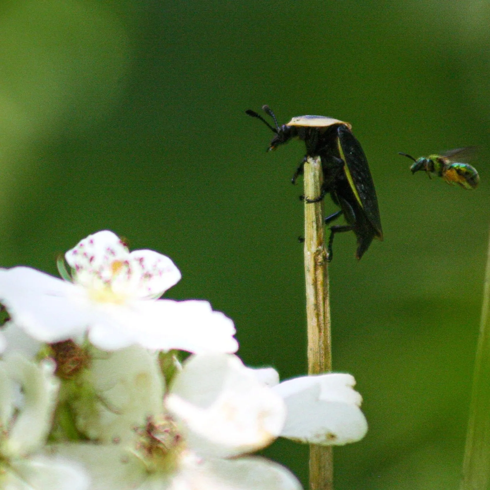 Beetle and bee