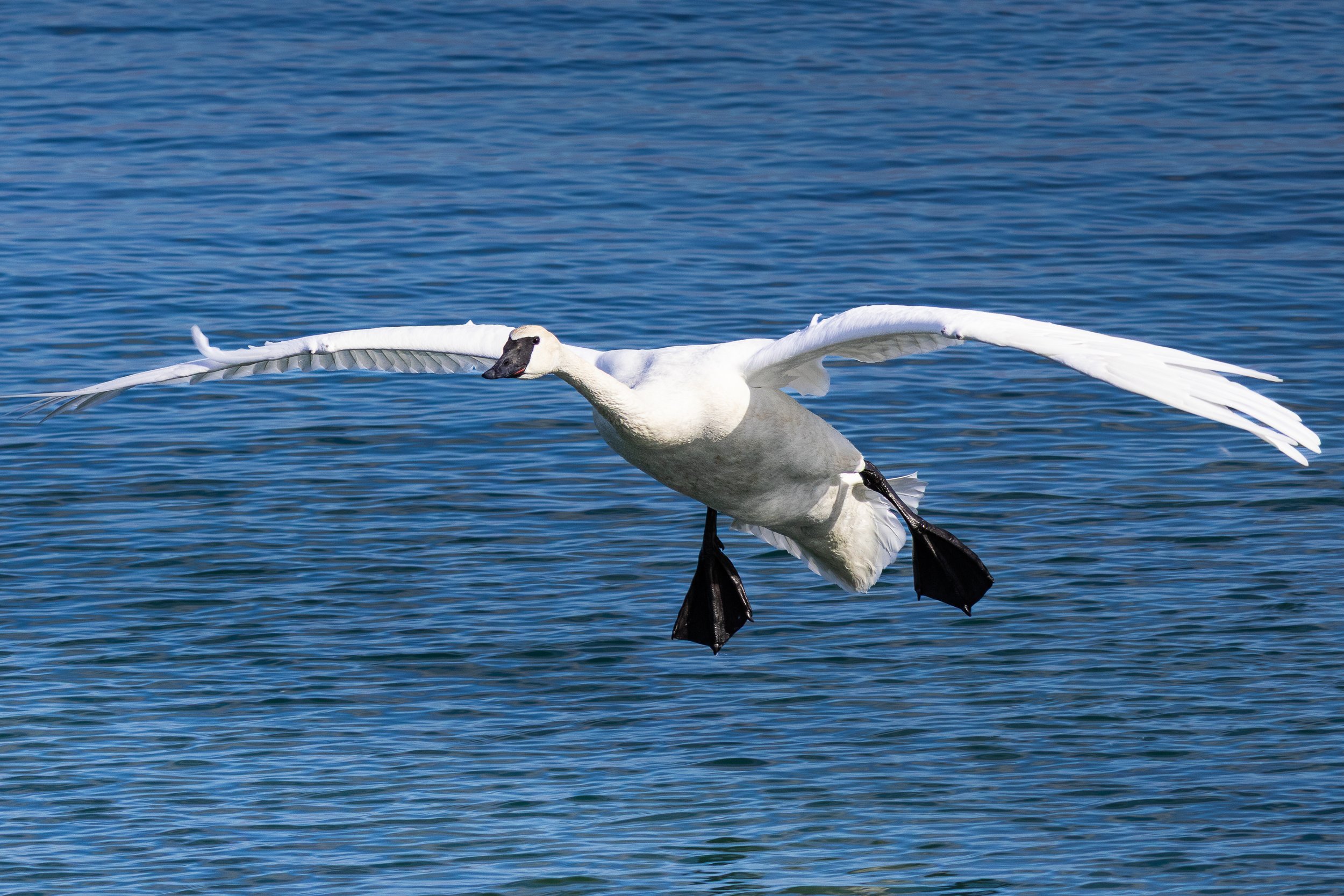 Trumpeter swan soaring over waters