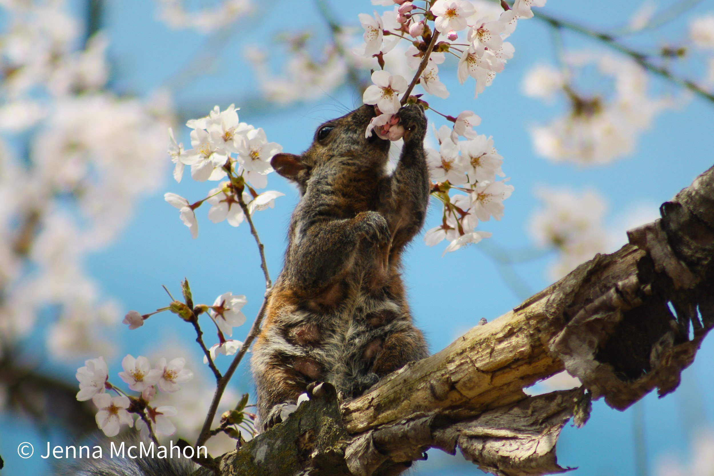 Grey Squirrel in Sakura Blossoms
