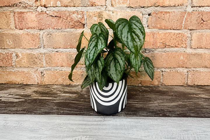 Philodendron Brandi & Pot