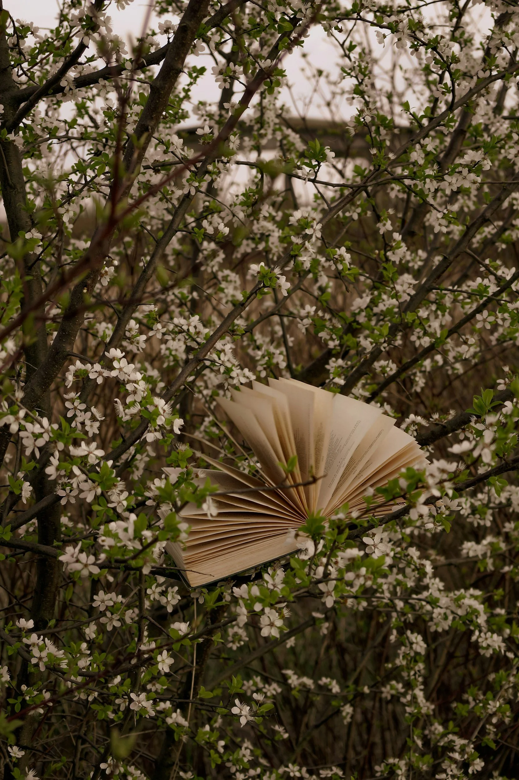 An open book hanging among the white blossoms of a flowering shrub.
