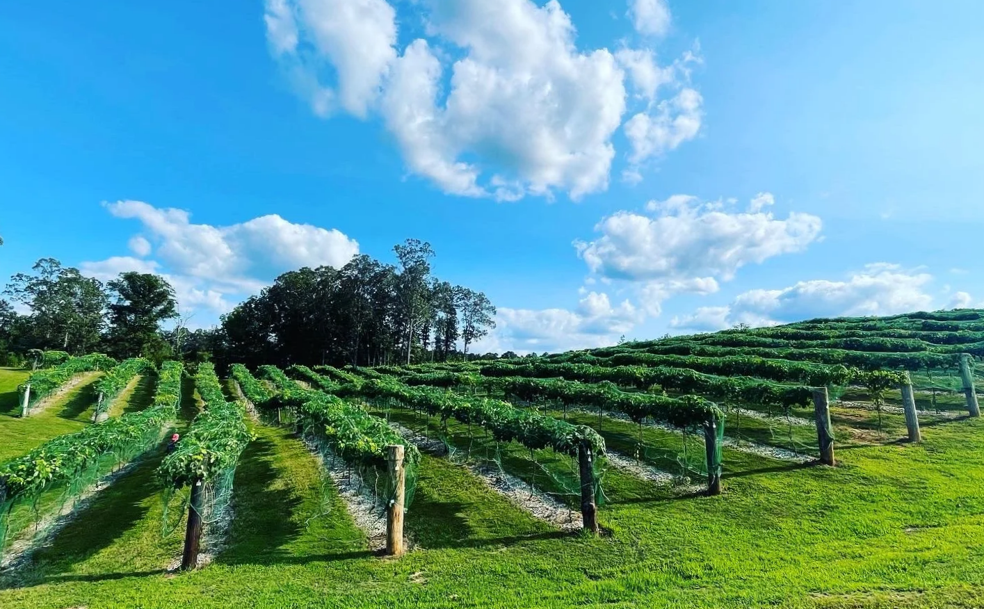 A vineyard with green rows of grapevines on a hilly landscape under a partly cloudy blue sky.
