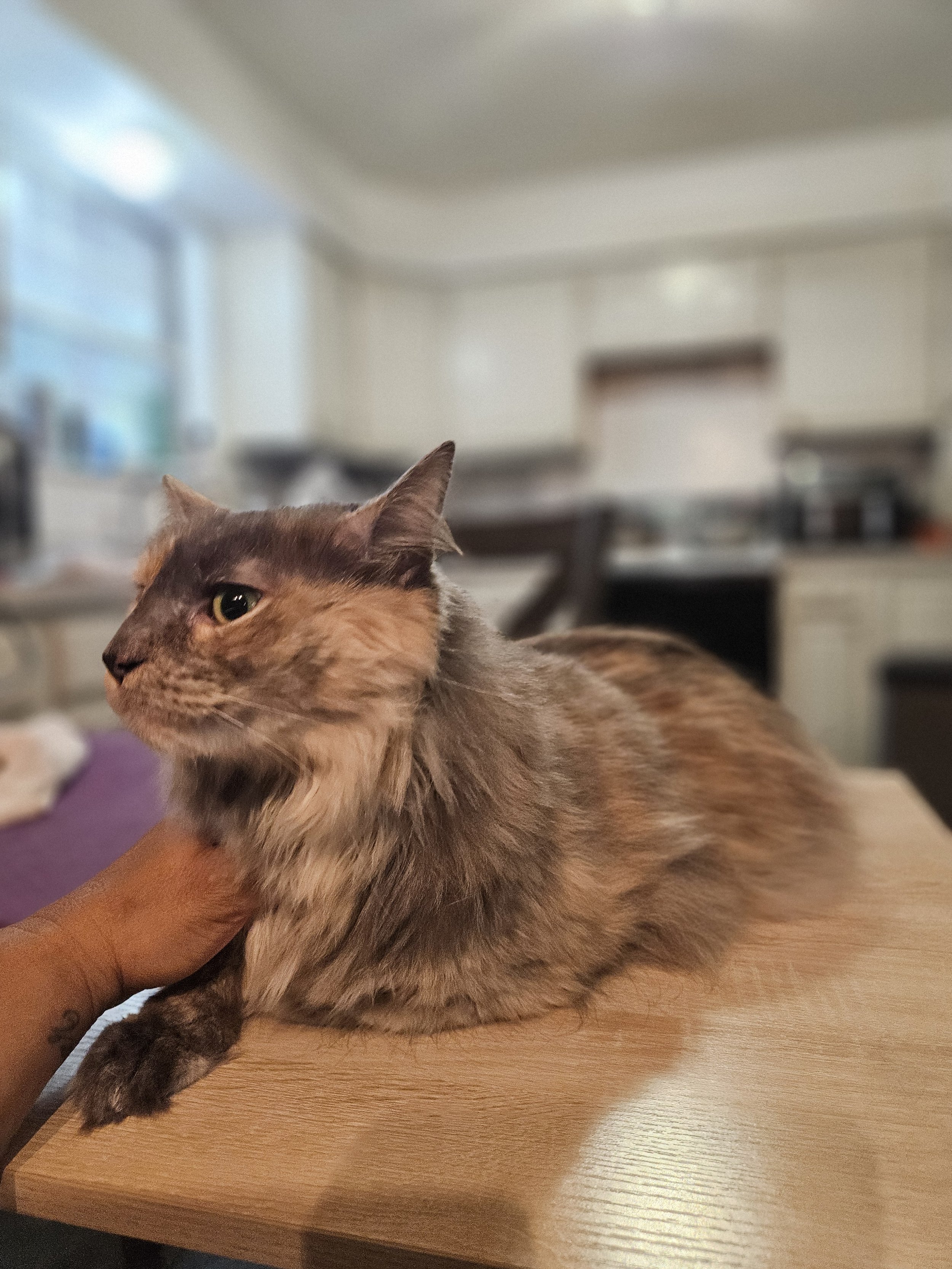 Long-haired, multi-colored cat lying on a grooming table in a home salon