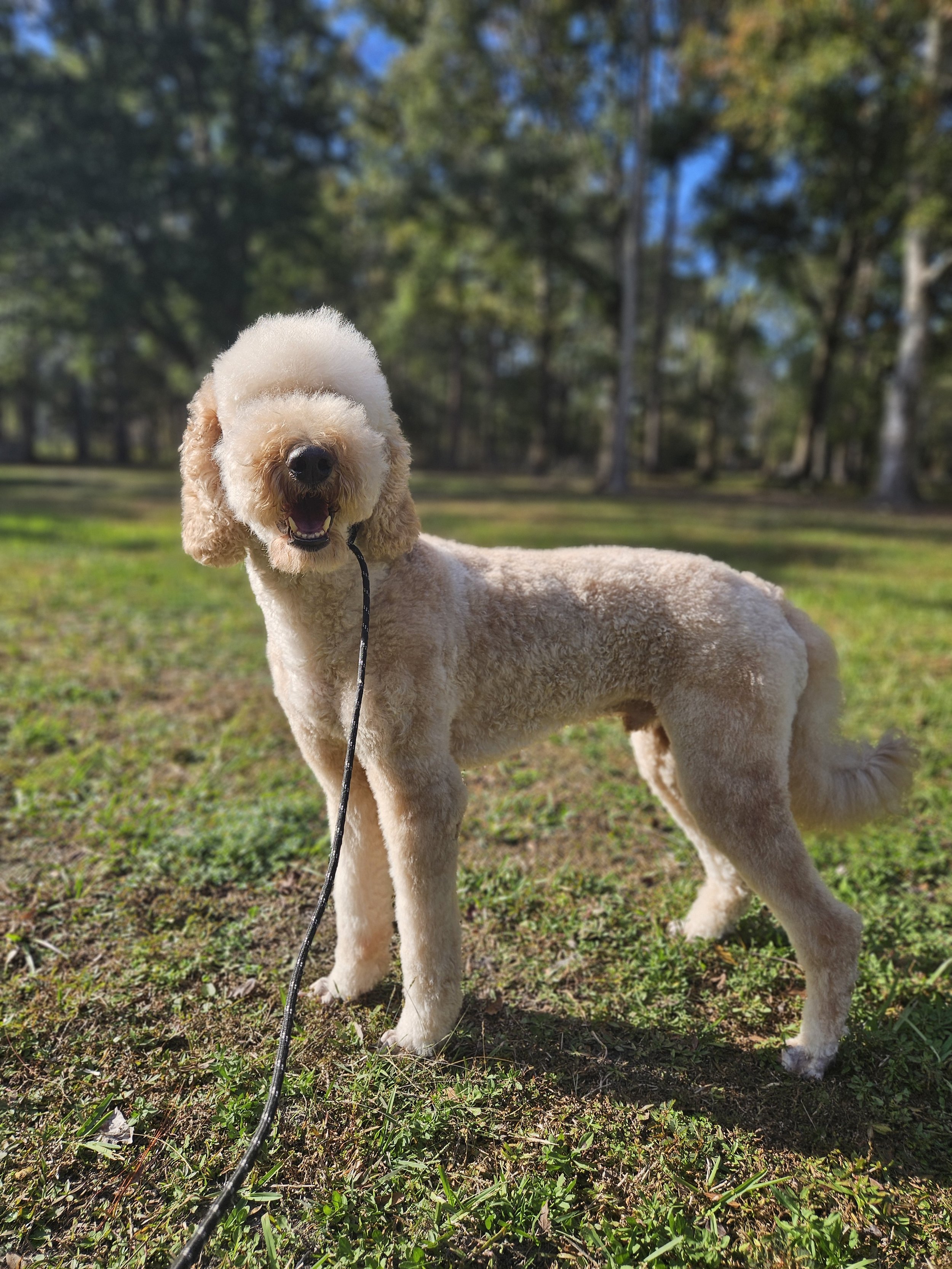 A happy, light-colored poodle with a curly coat standing outdoors on grass with trees in the background.