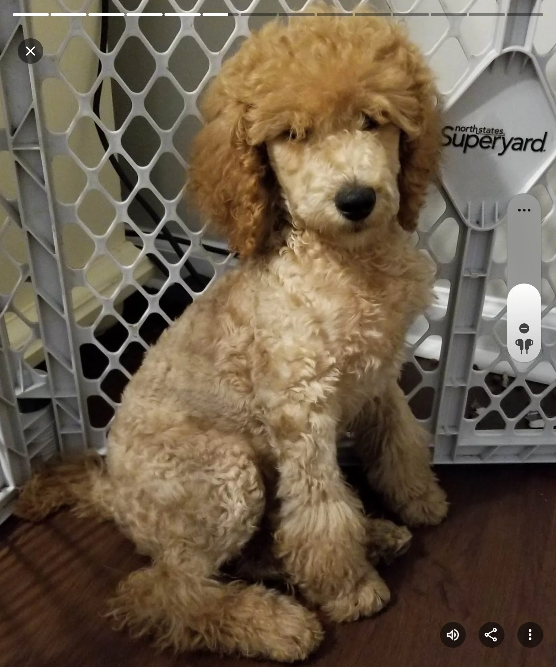 A cute, curly-haired puppy sitting on a dark wooden floor in front of a white plastic safety gate.