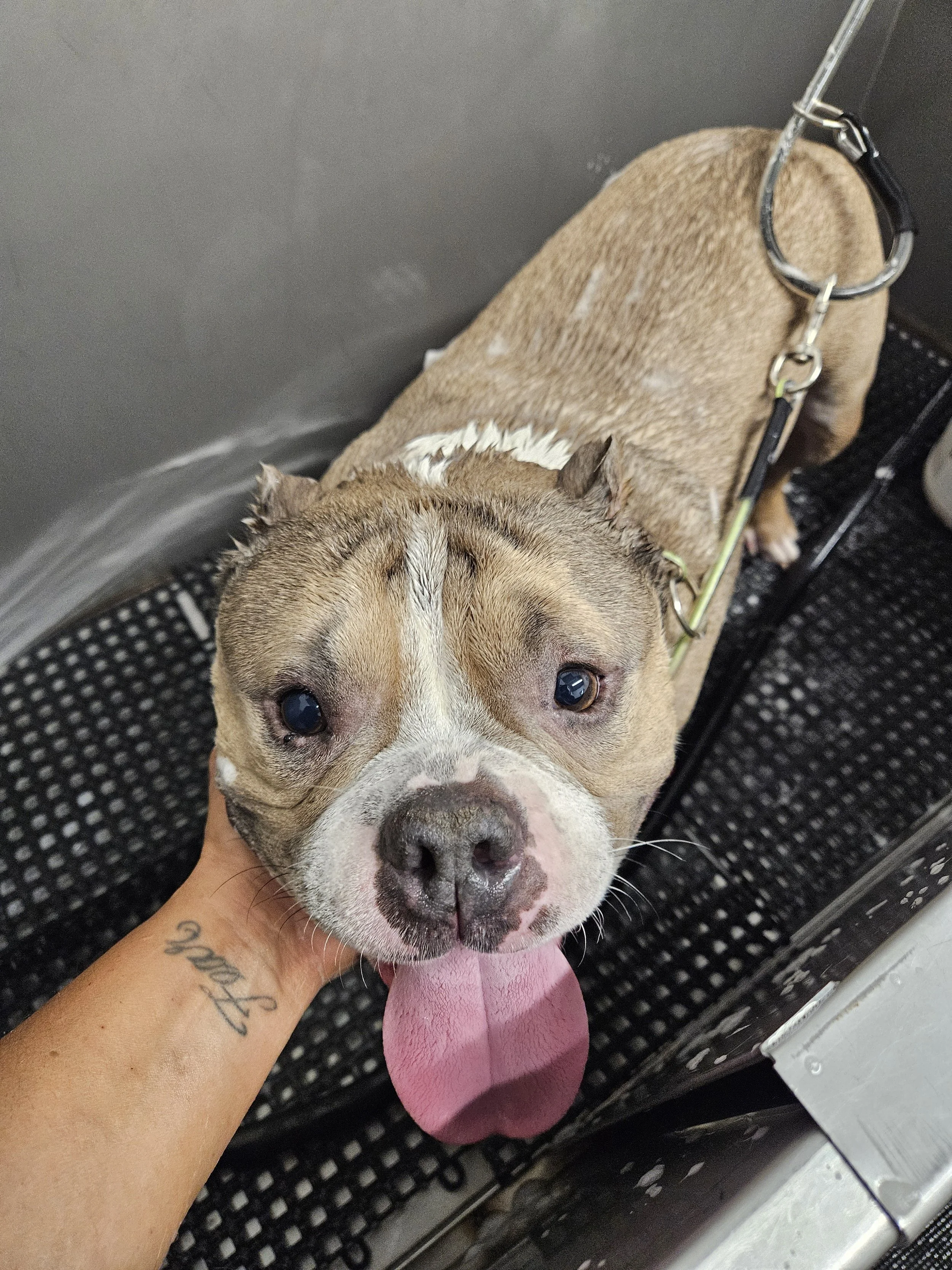 A tan and white english bull  dog  with a pink tongue hanging out, being bathed in a grooming tub, with a person's hand gently holding its head.