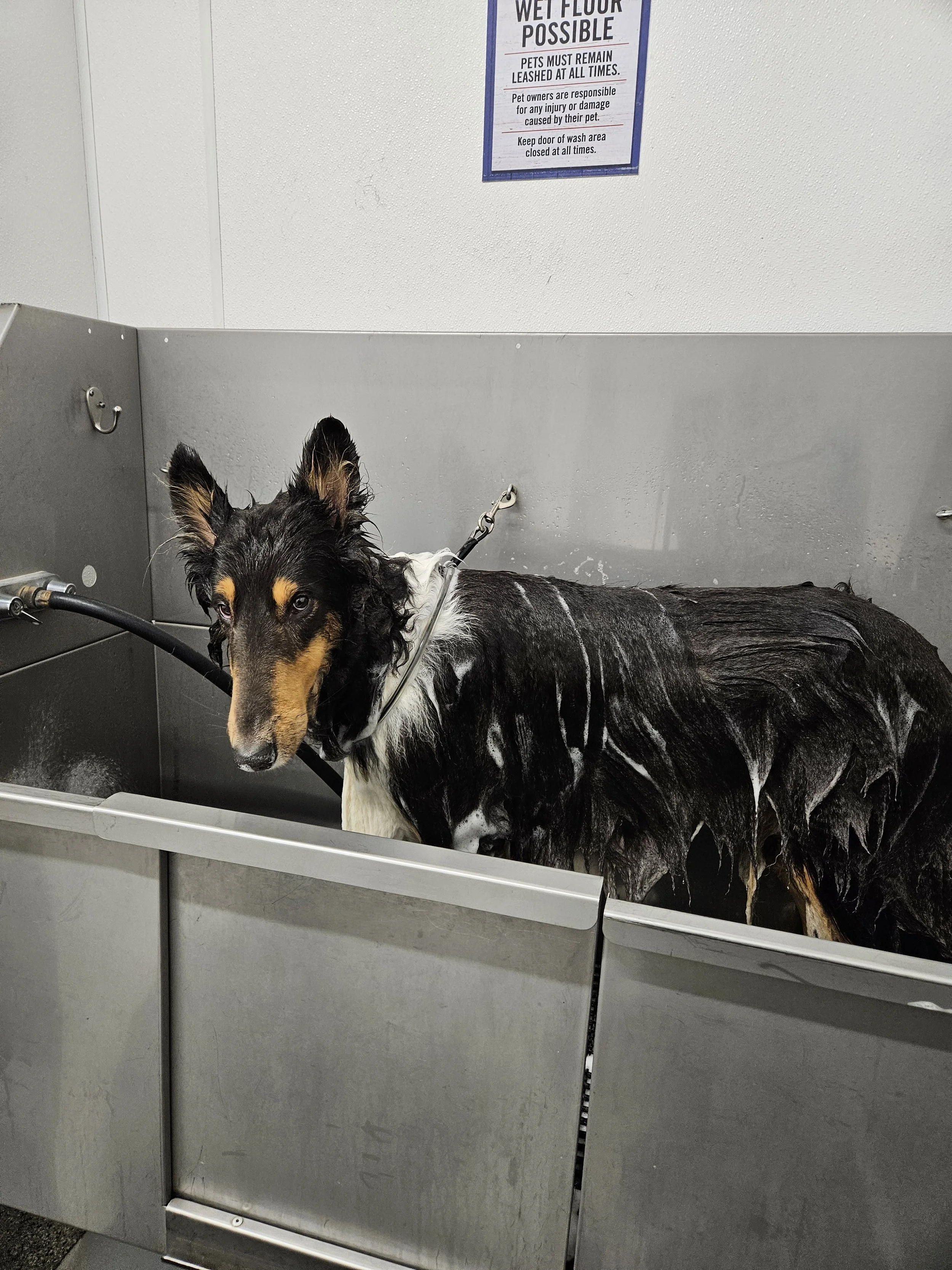 A Sheltie dog being bathed in a stainless steel dog washing station. The dog has black and white fur and is looking at the camera while covered in soap suds.
