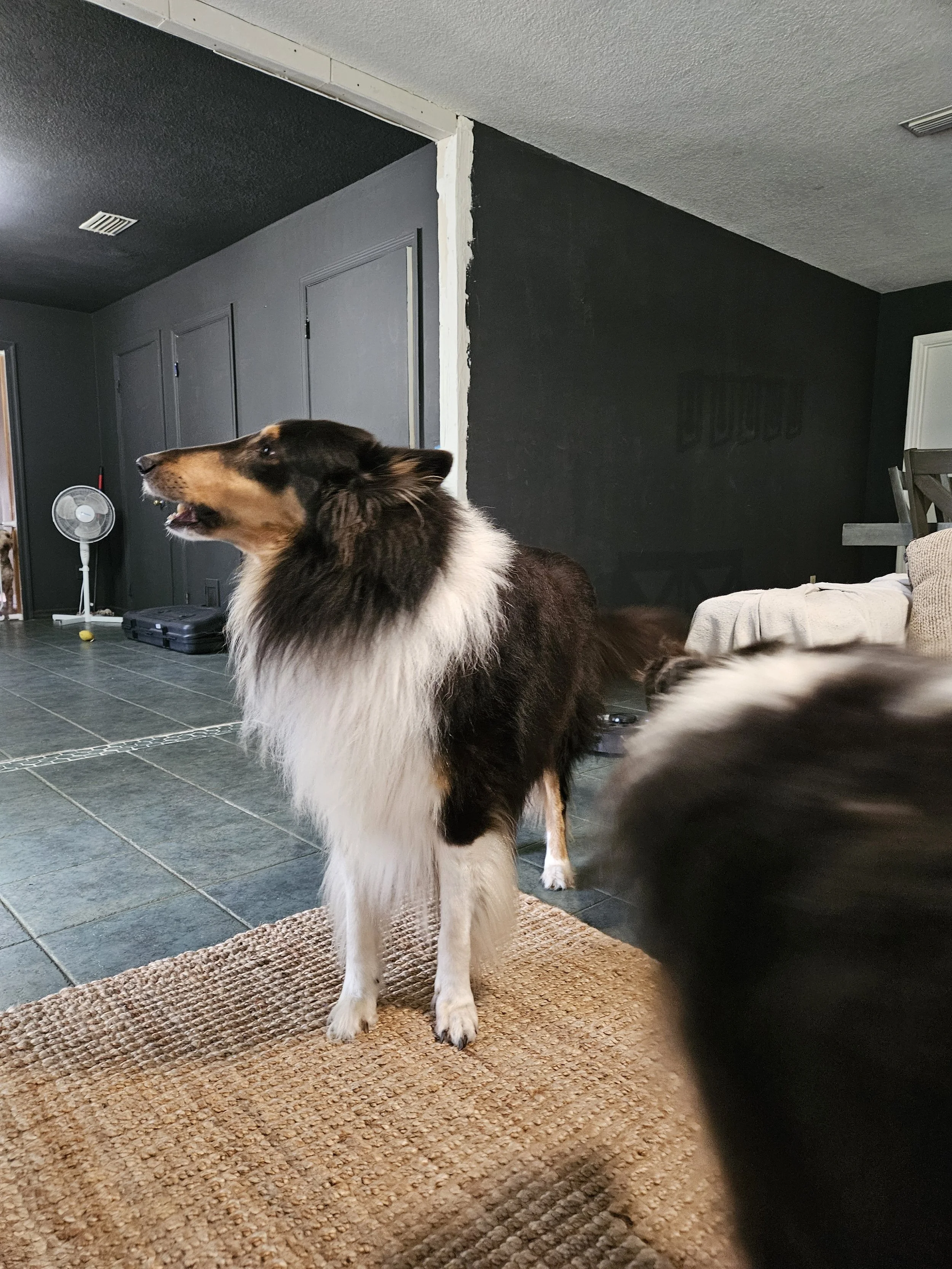 A long-haired dog, possibly a Collie, stands on a carpeted surface in a living room, with dark walls and a couch with a blanket in the background.