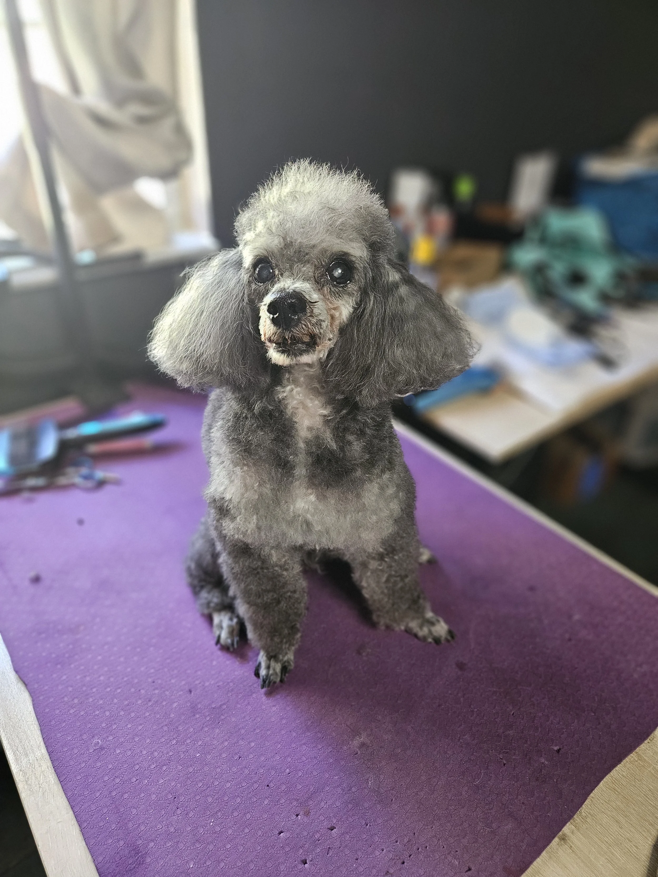 A small gray poodle with fluffy ears sitting on a purple grooming table, with grooming tools and supplies in the background.