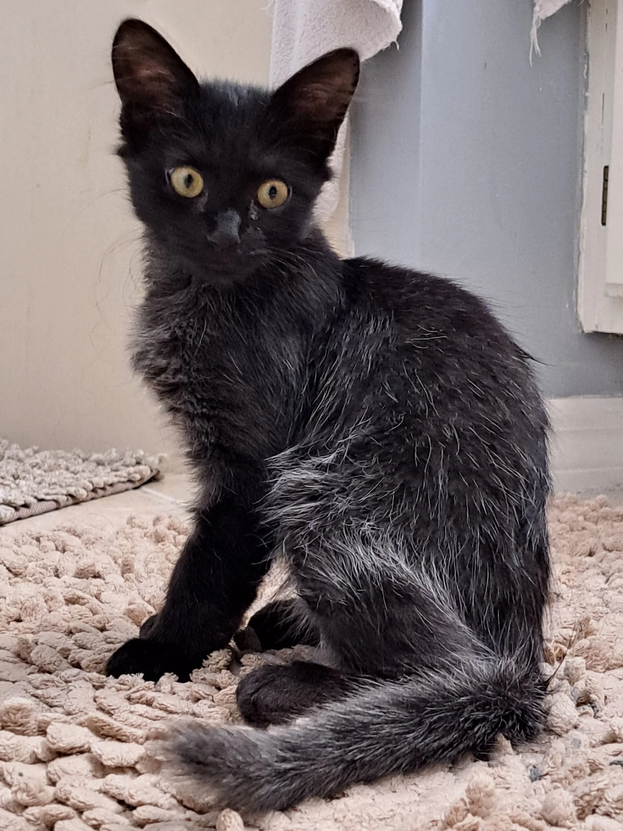 A black and gray kitten sitting on a beige textured rug, looking at the camera.