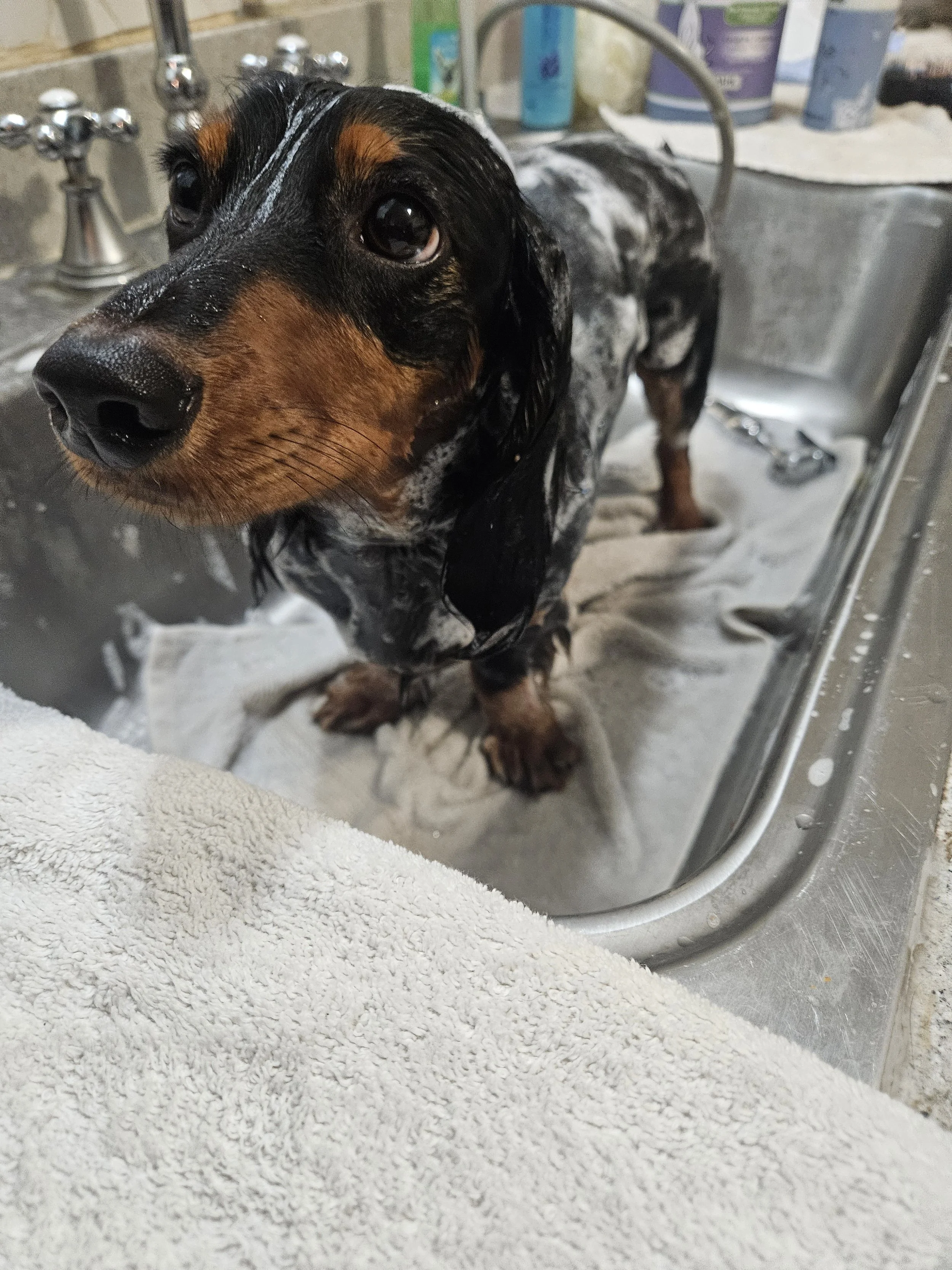 A small black and tan long-haired dachshund standing in a metal sink during a bath, with soap and water on its fur, surrounded by bathing supplies.