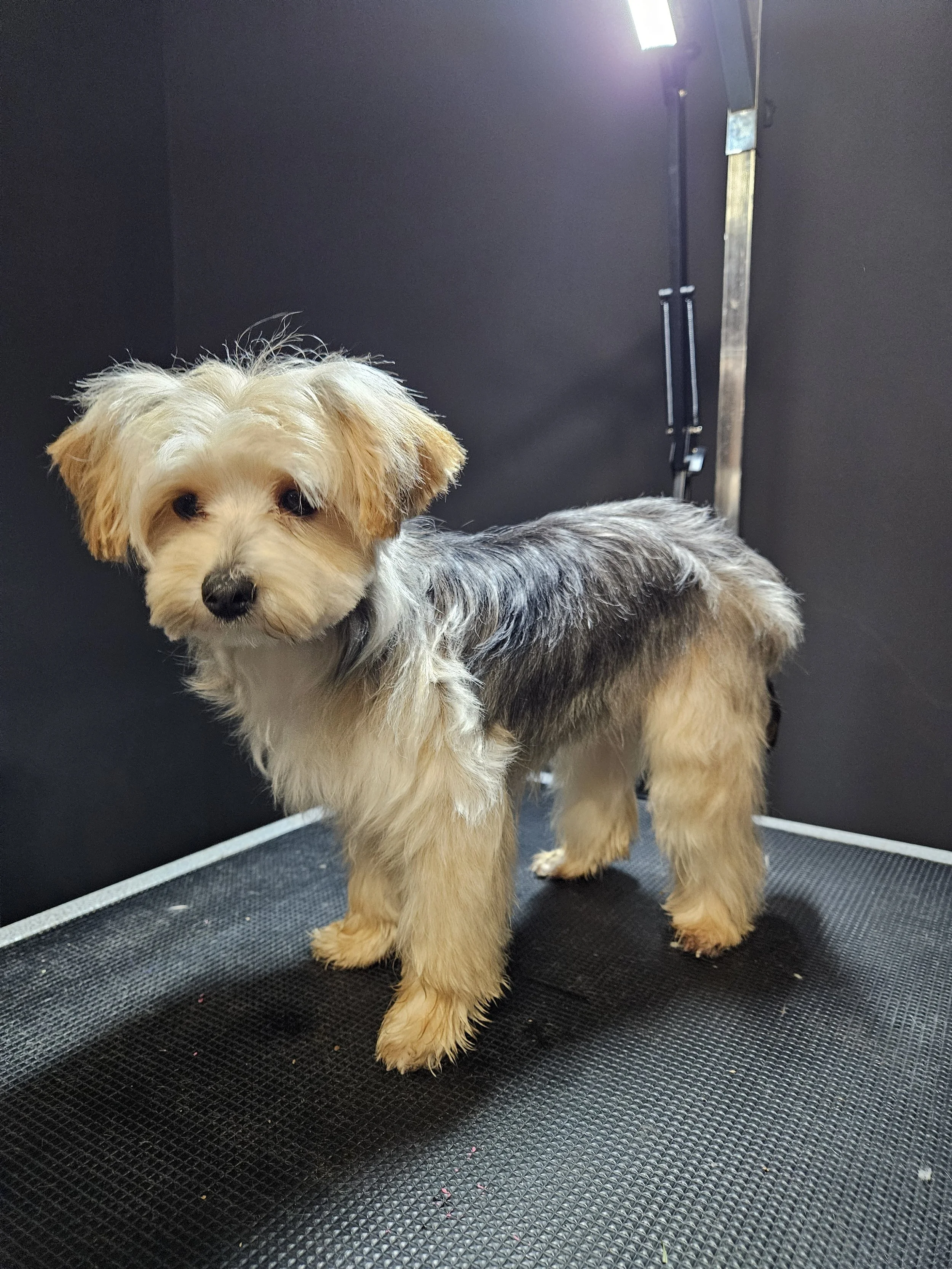 A small mixed breed dog with light brown and gray fur, standing on a grooming table in a grooming salon.
