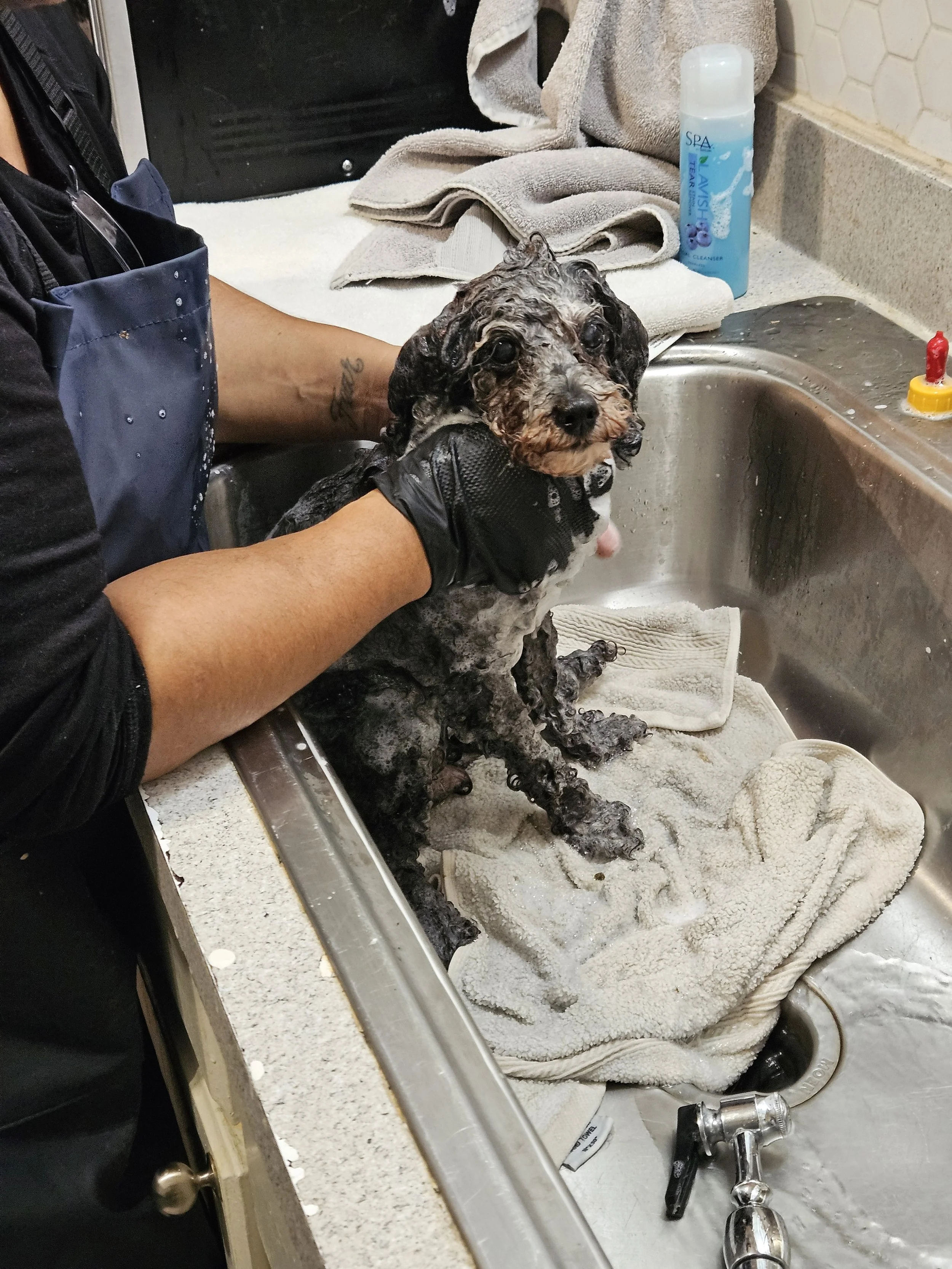 A person is giving a small dog a bath in a kitchen sink, with the dog looking at the camera. Soap suds are on the dog's fur, and there are towels and bath supplies nearby.