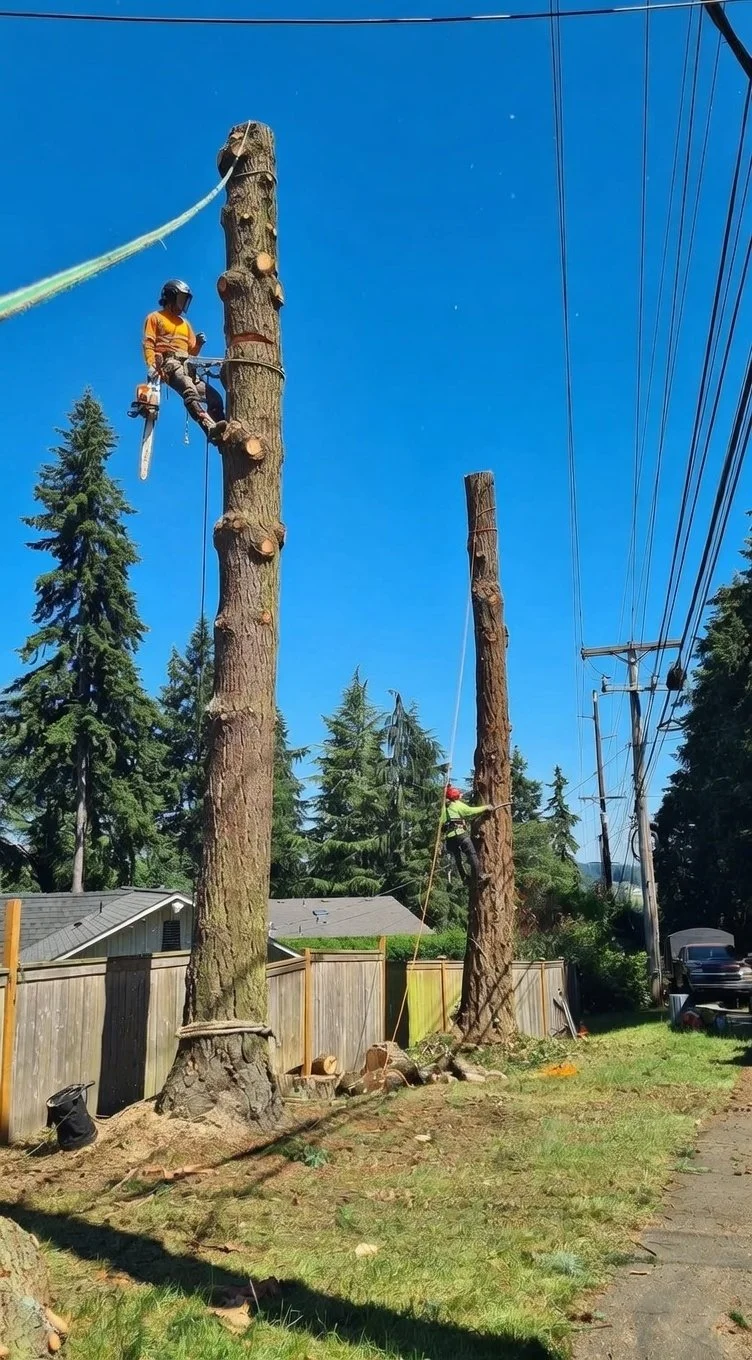 Fallen trees on a lawn with a person operating a wood chipper, a house in the background, and a pickup truck parked on the grass.