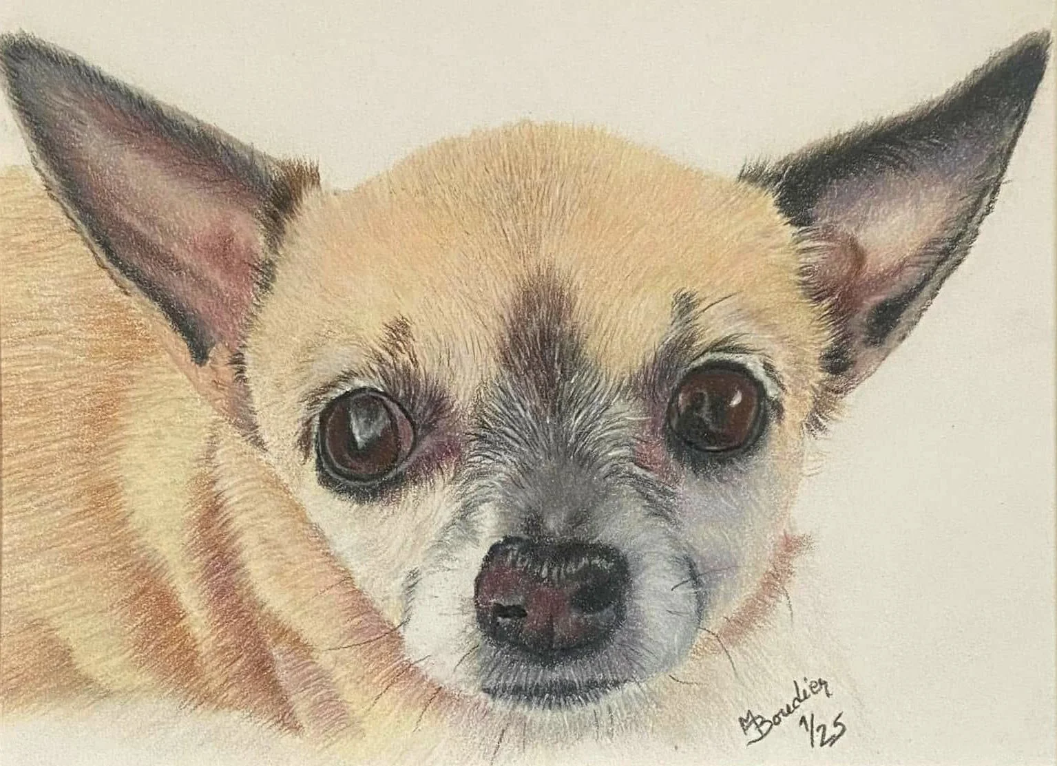 Peter the Chihuahua