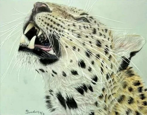 Amur Leopard