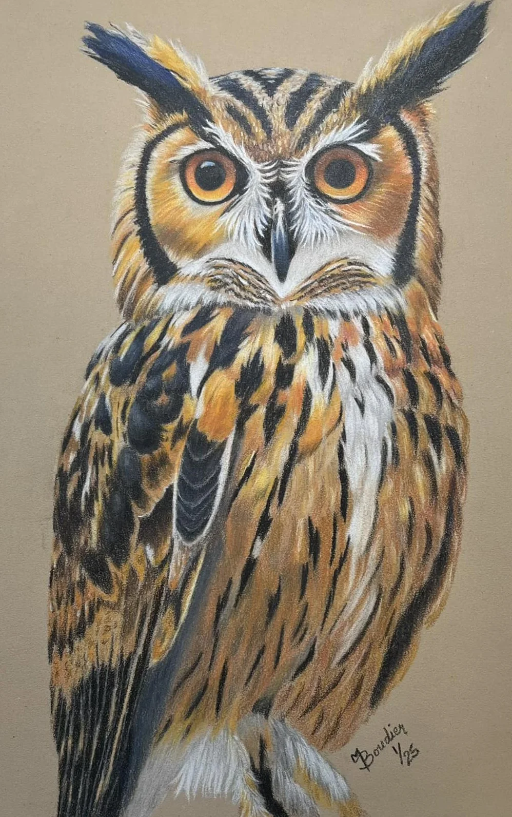 Owl.jpg