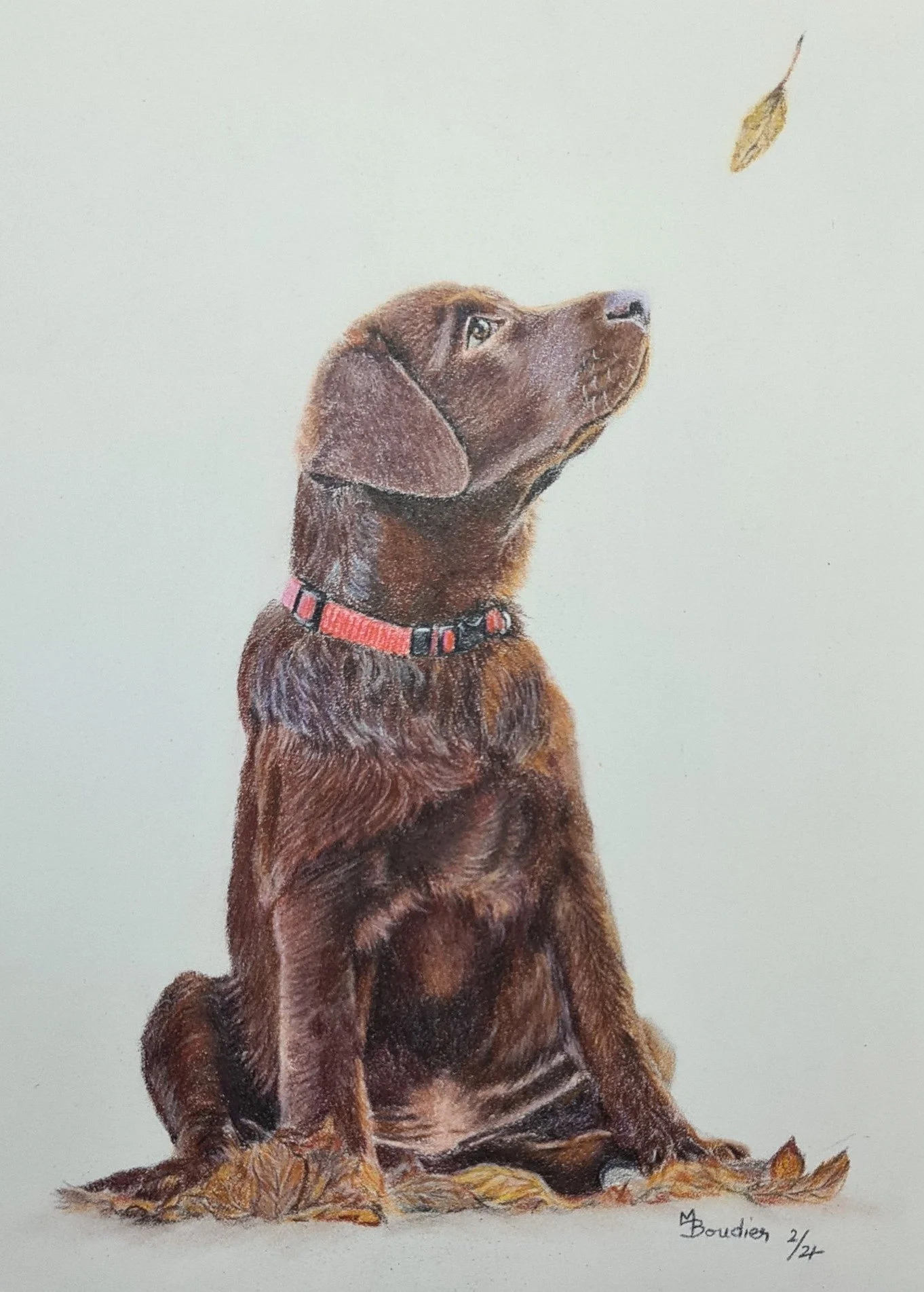 Dog 6.jpg