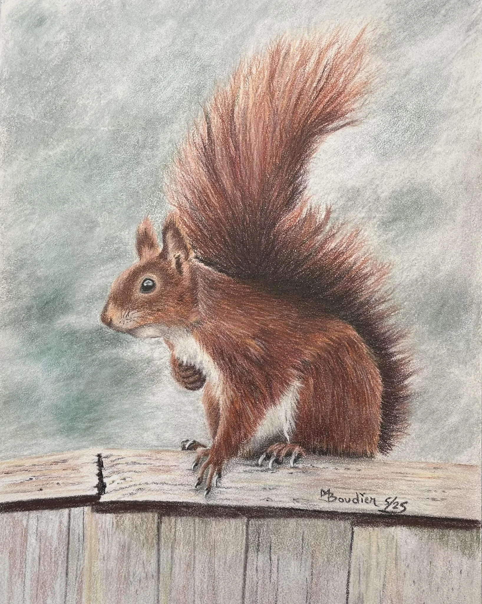 Squirrel