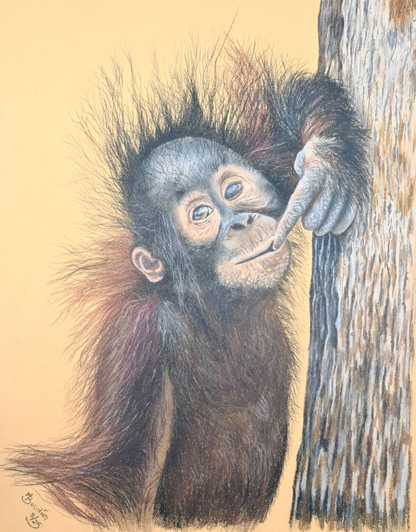 Baby Orangutan.jpg