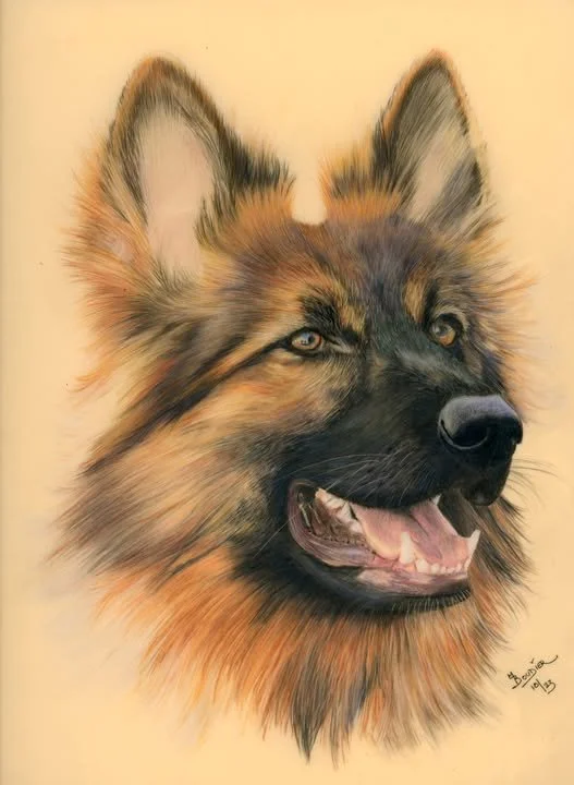 Dog 4.jpg
