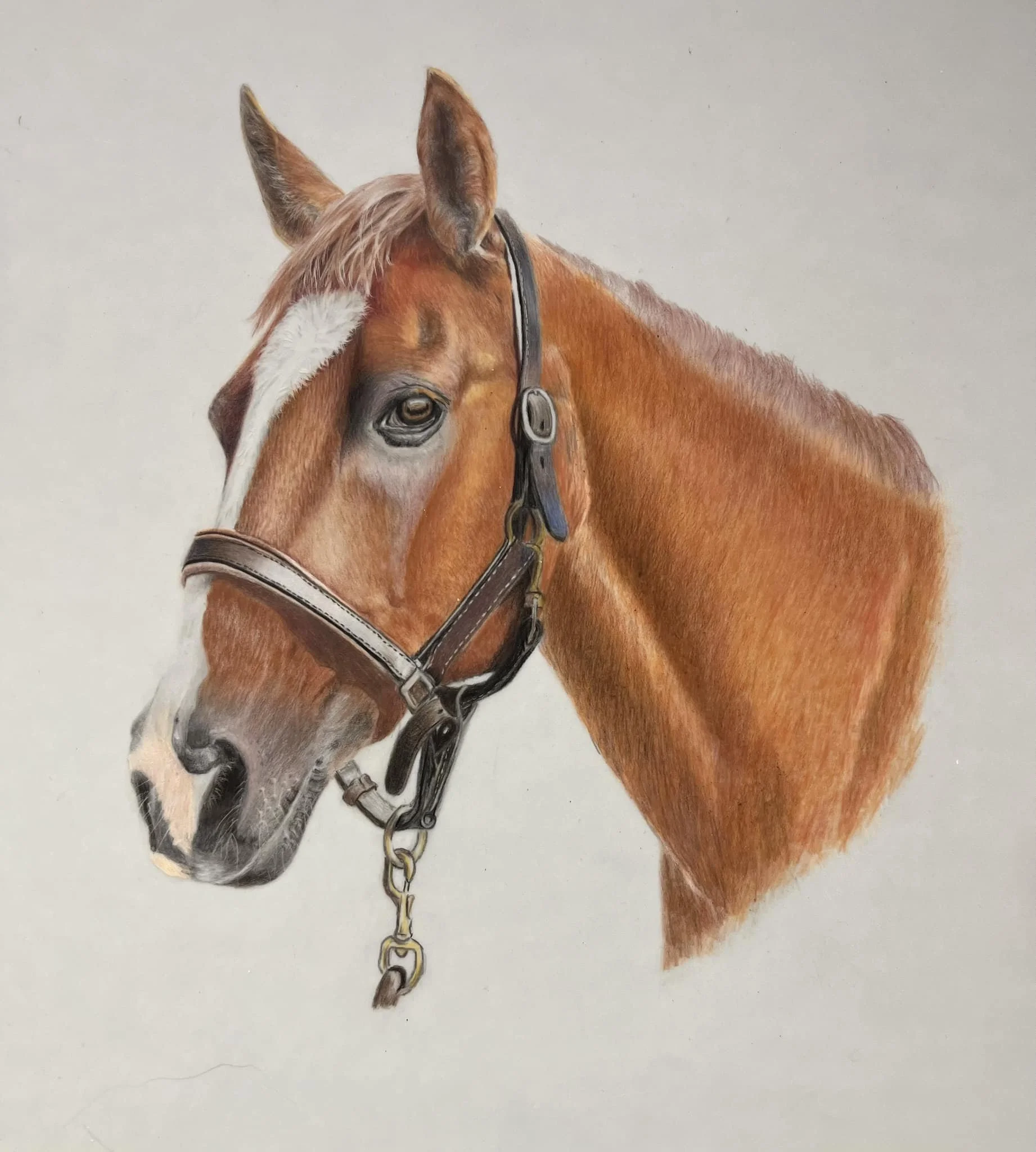Horse 3.jpg