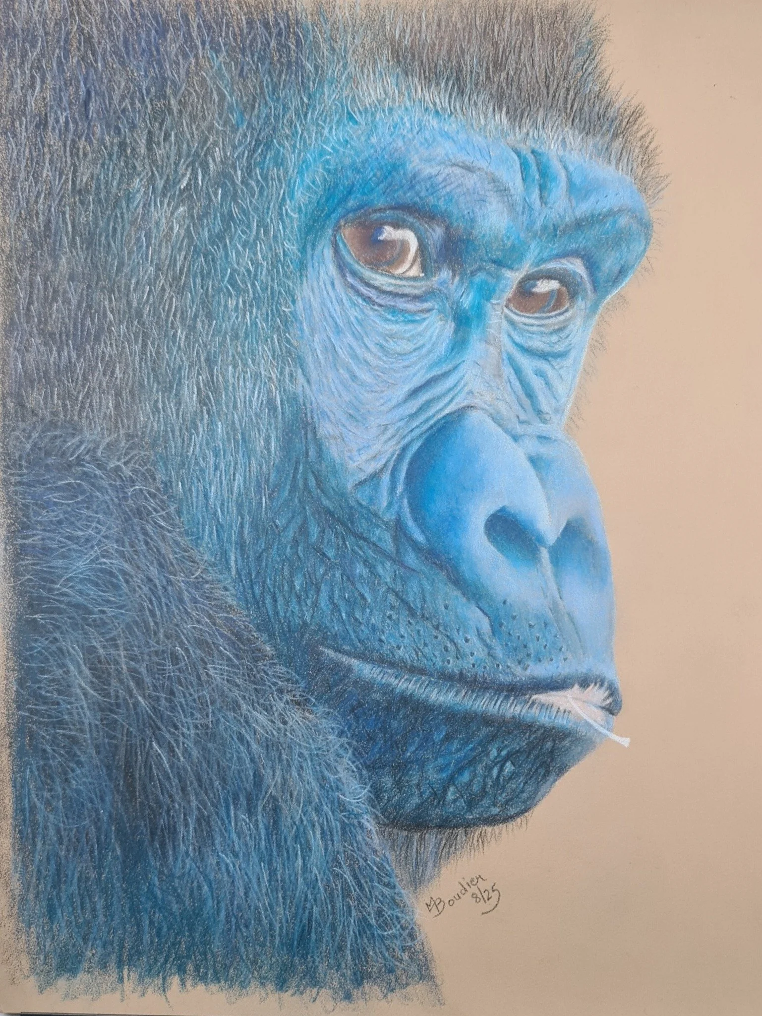Gorilla
